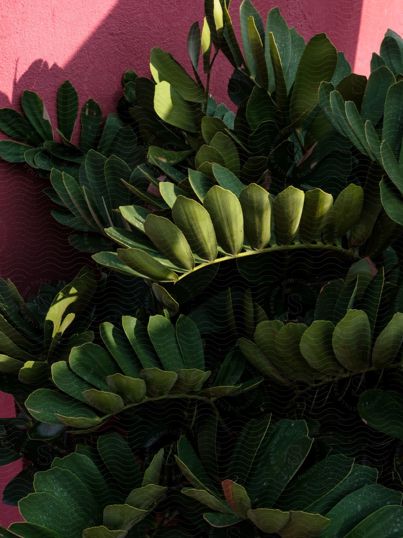 Green flower against a pink wall in the muralla roja house in spain