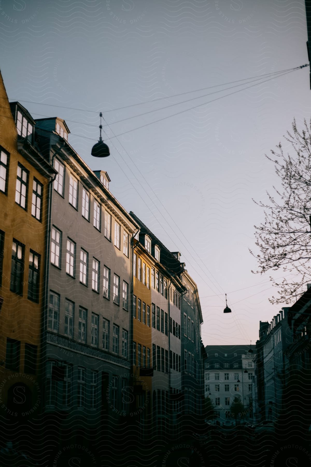 A tree stands on a street surrounded by multistory buildings in copenhagen