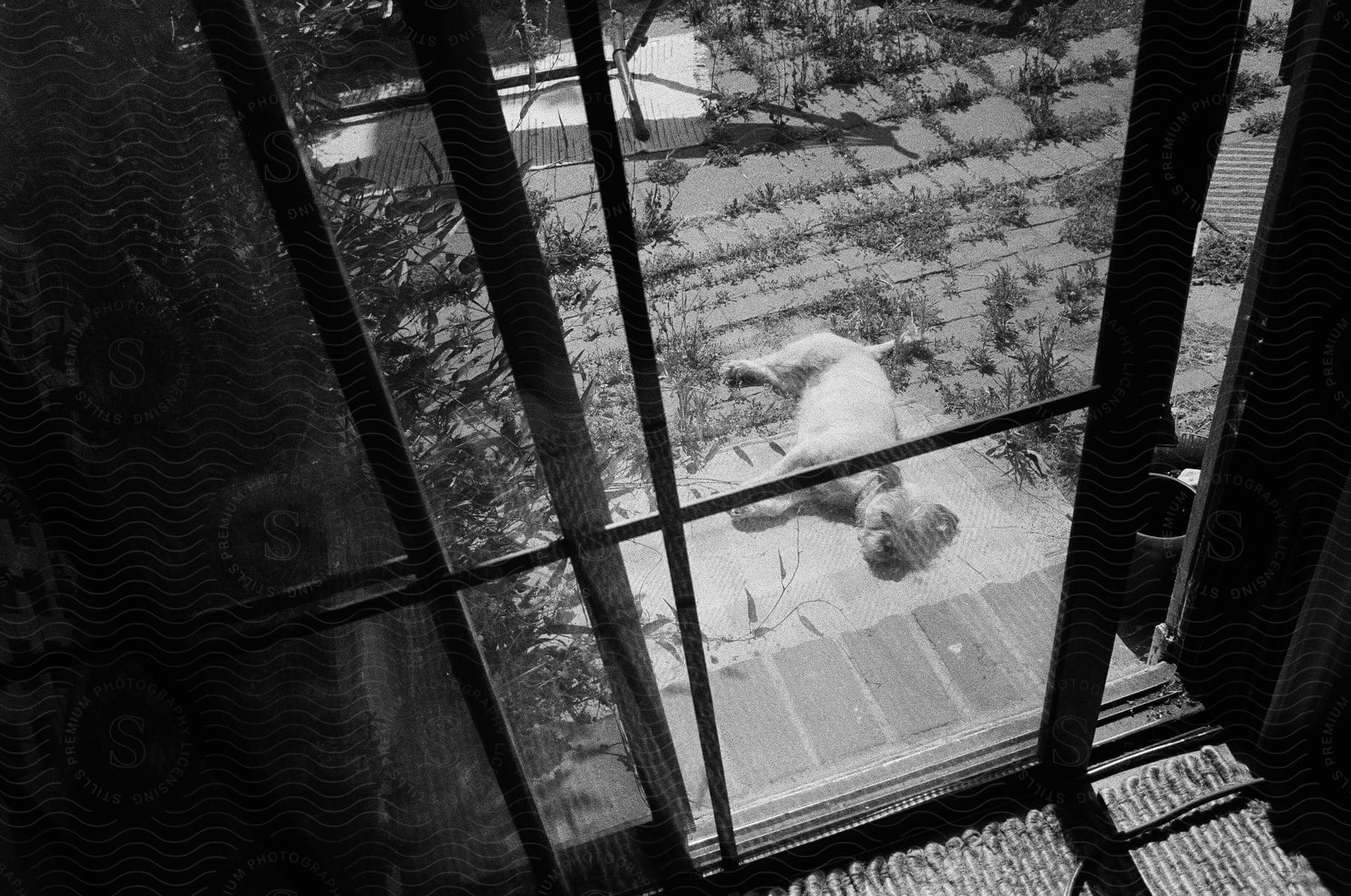 A dog relaxing in the sunlight on a back patio seen through a glass door in black and white