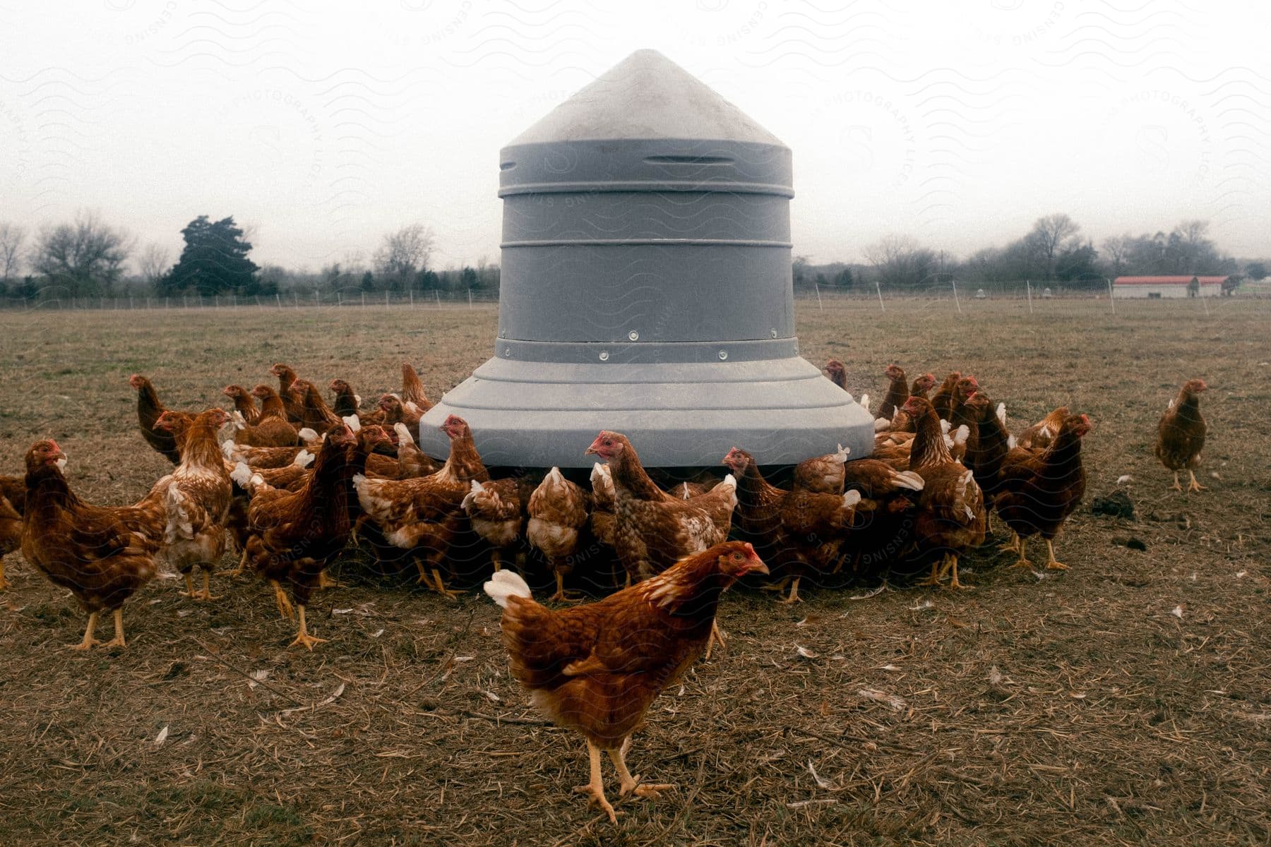 A group of brown hens gathered around a feeder in a dry field on a cloudy day