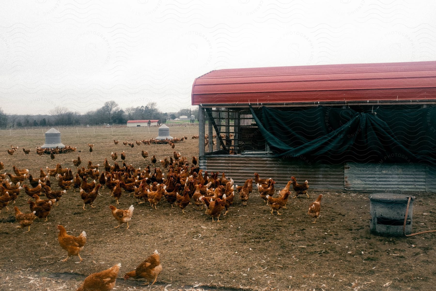 A rural scene with a chicken in the countryside