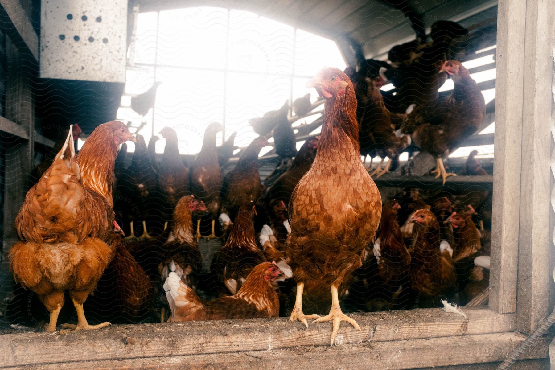 Chickens inside a coop on a sunny day