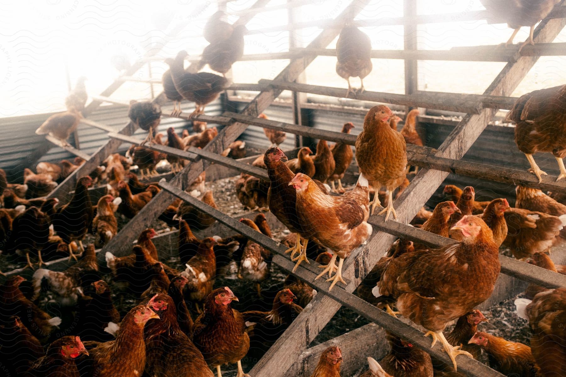 In The Chicken Coop Hens Perch While Chickens Below Create A Lively Scene