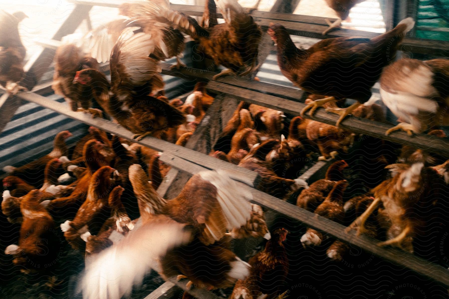 Hens gather on the riser in a lively chicken coop scene