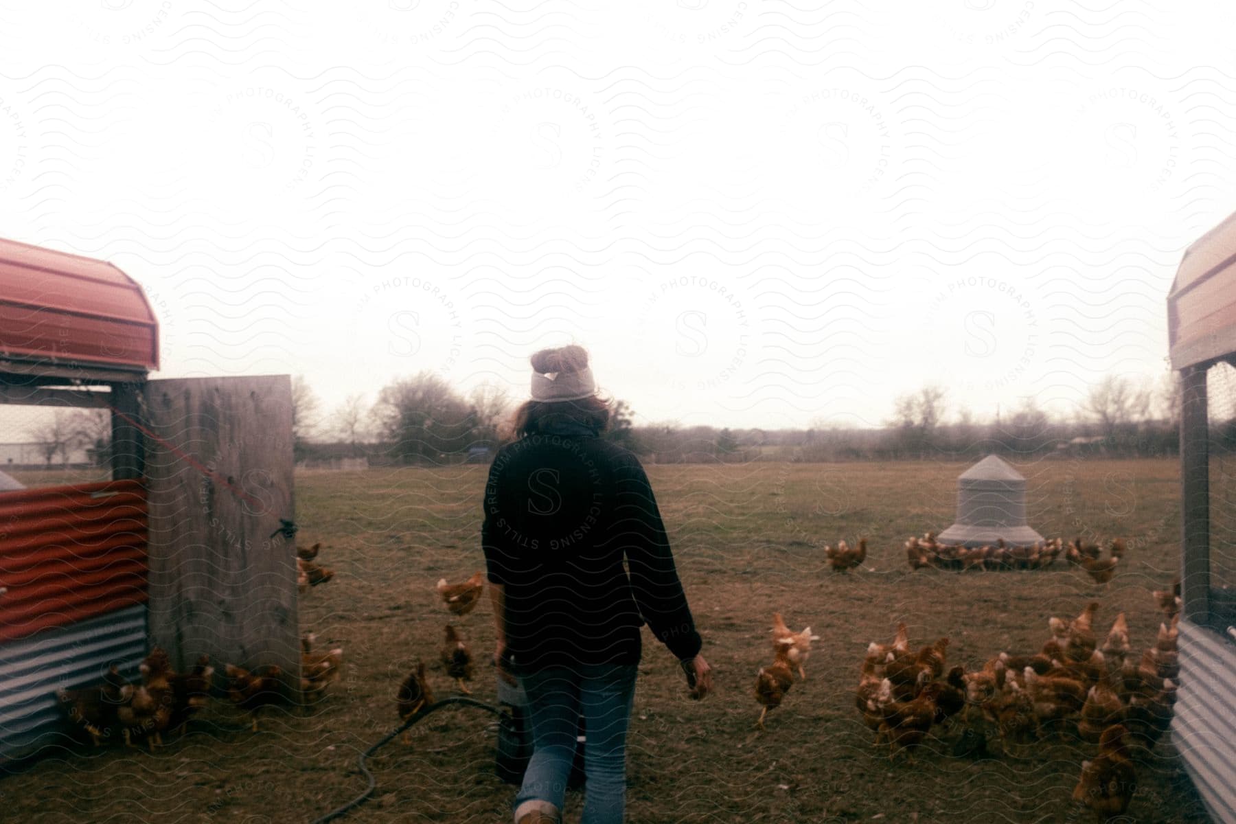 A farmer walks into a chicken yard surrounded by chickens on a farm in austin tx