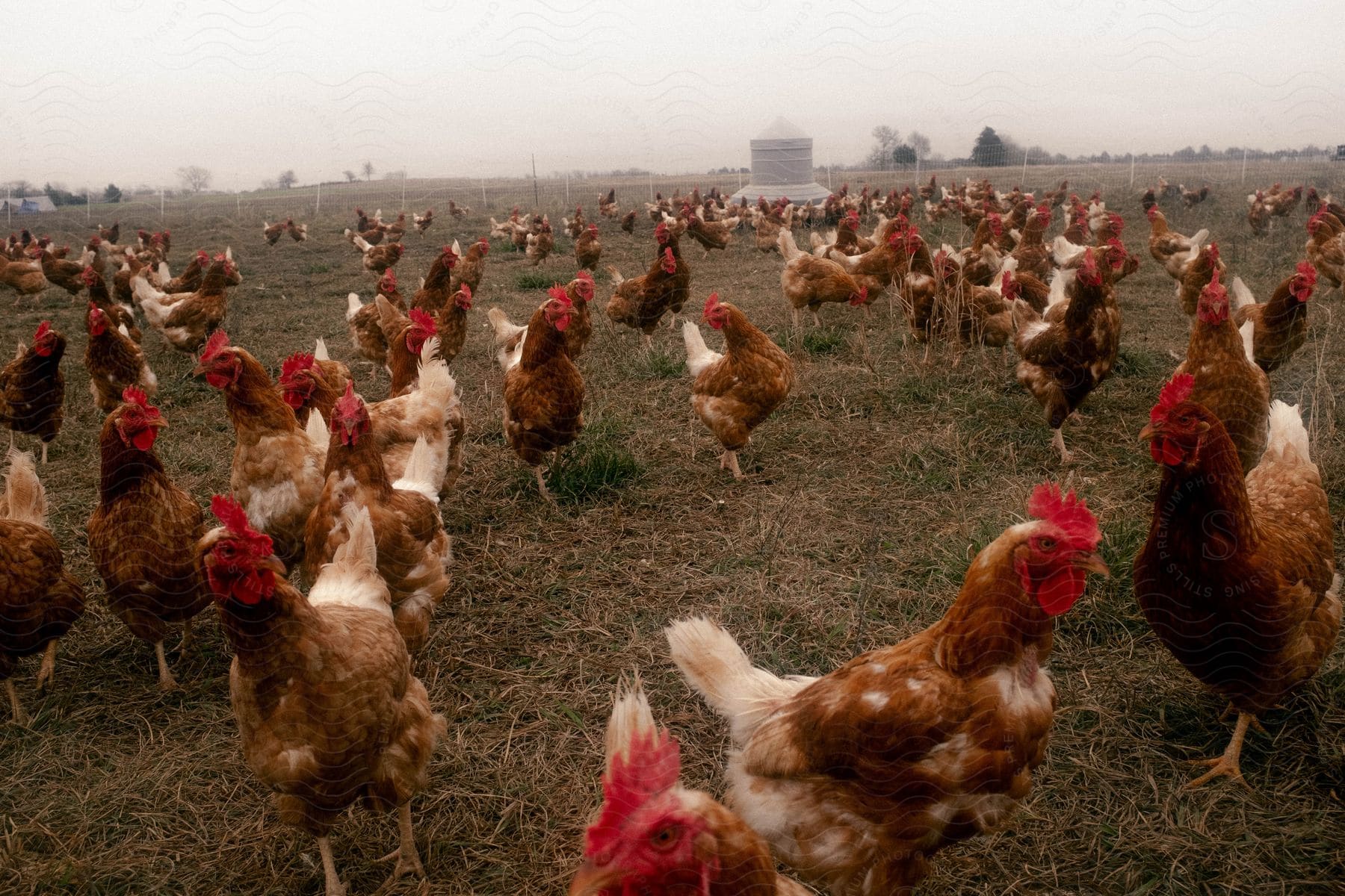 Multiple chickens walking on a farm in austin tx