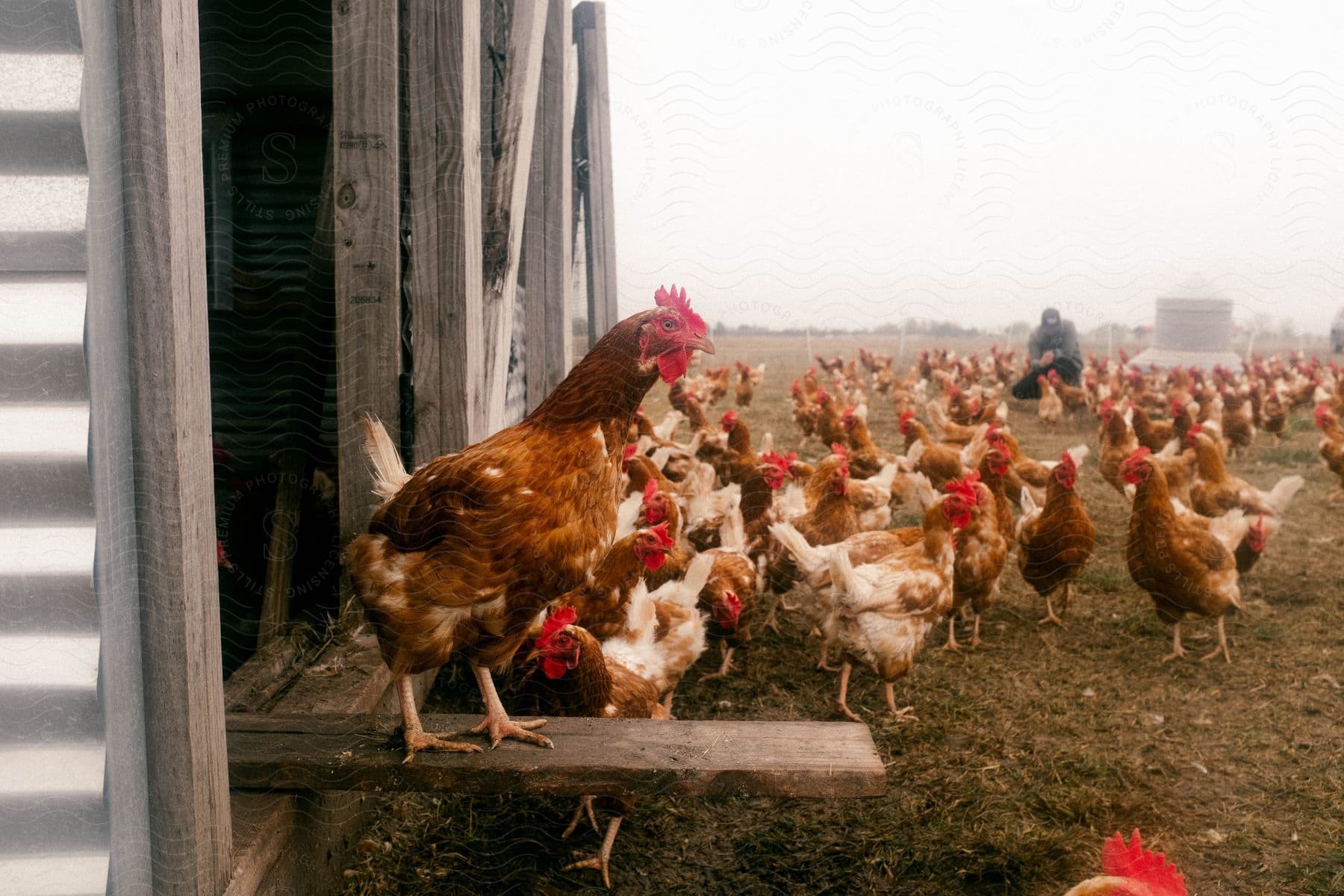 Stock photo of a flock of chickens standing outside a chicken coop with a man crouching in the background