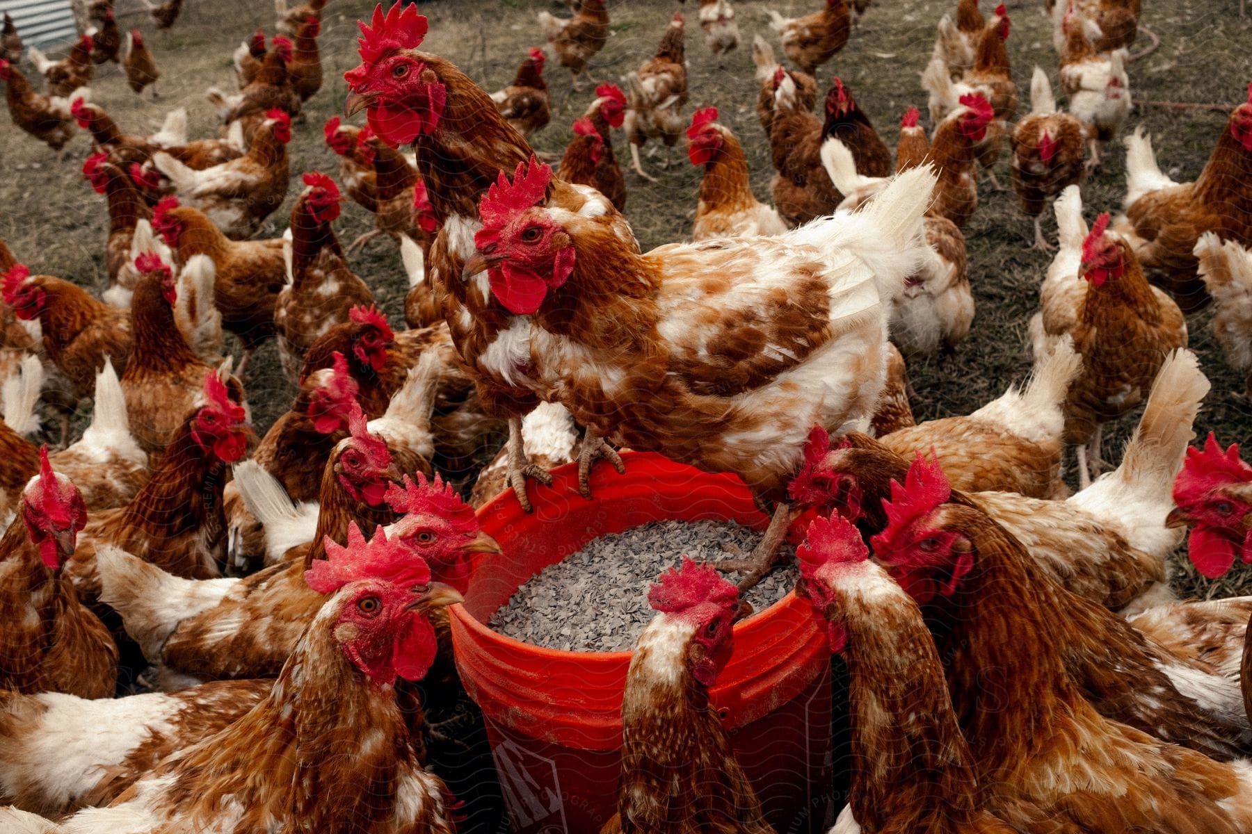 Chickens gathering around a bucket of feed on a farm in austin tx