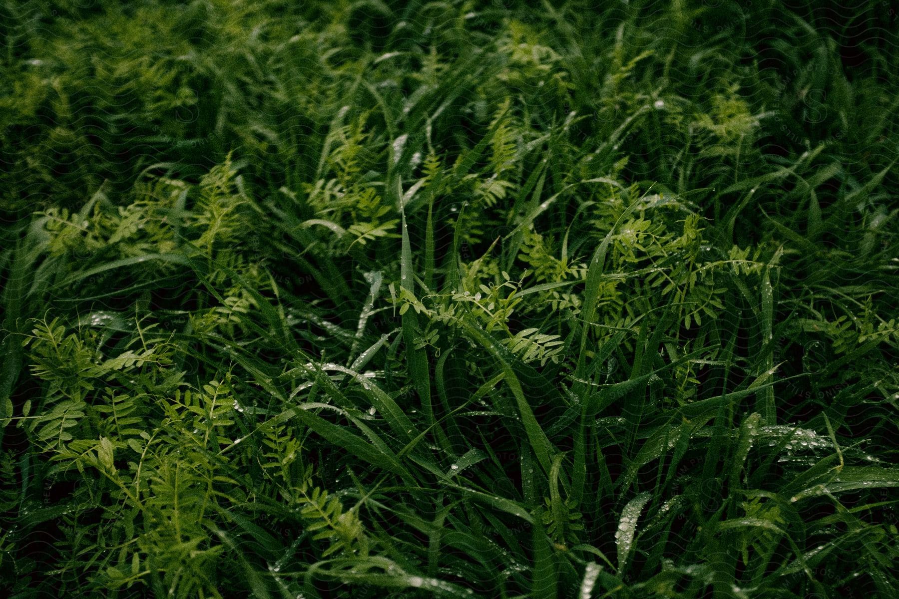 Vibrant green ferns glistening with dew in an enchanting forest