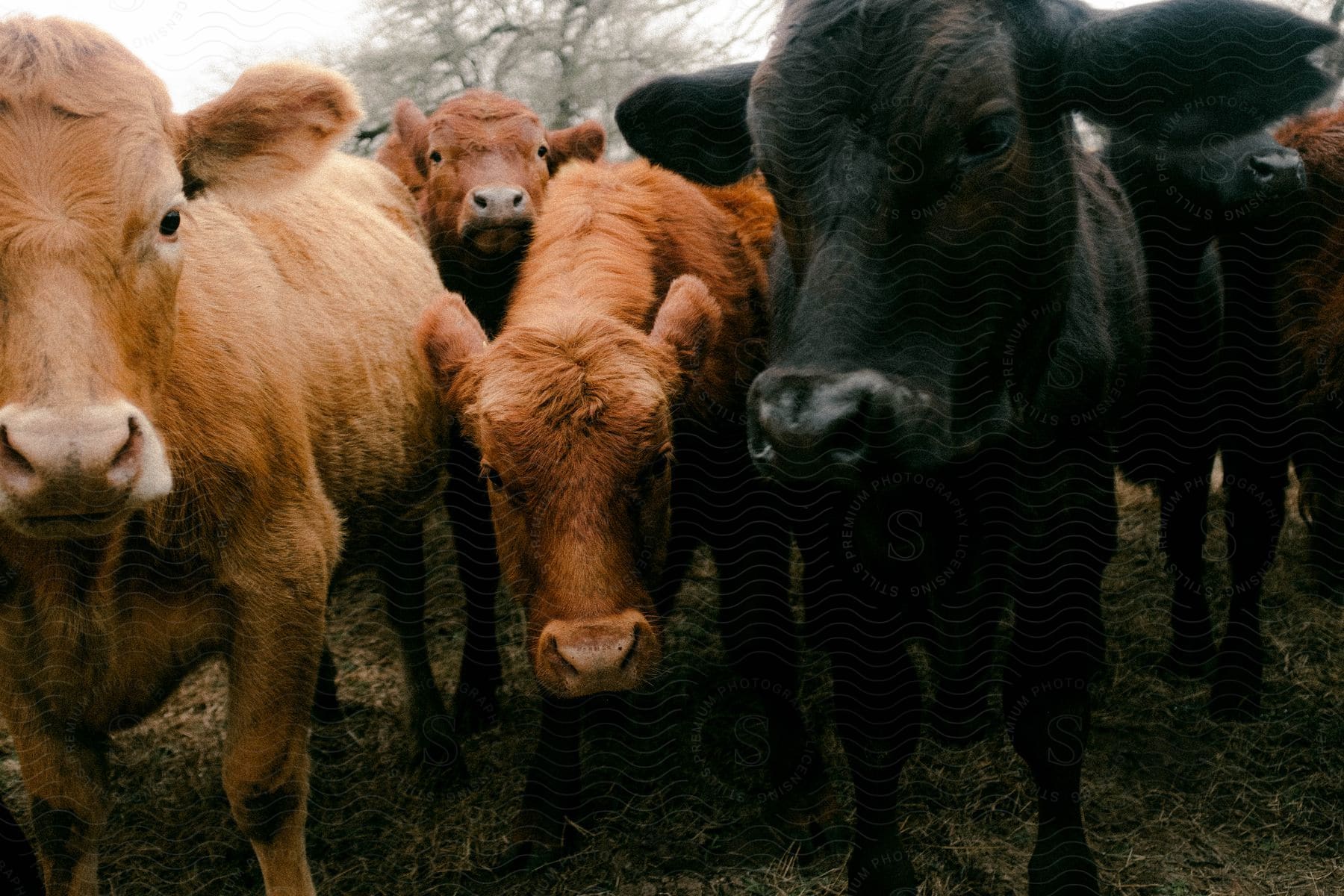 Closeup of cattle on a farm