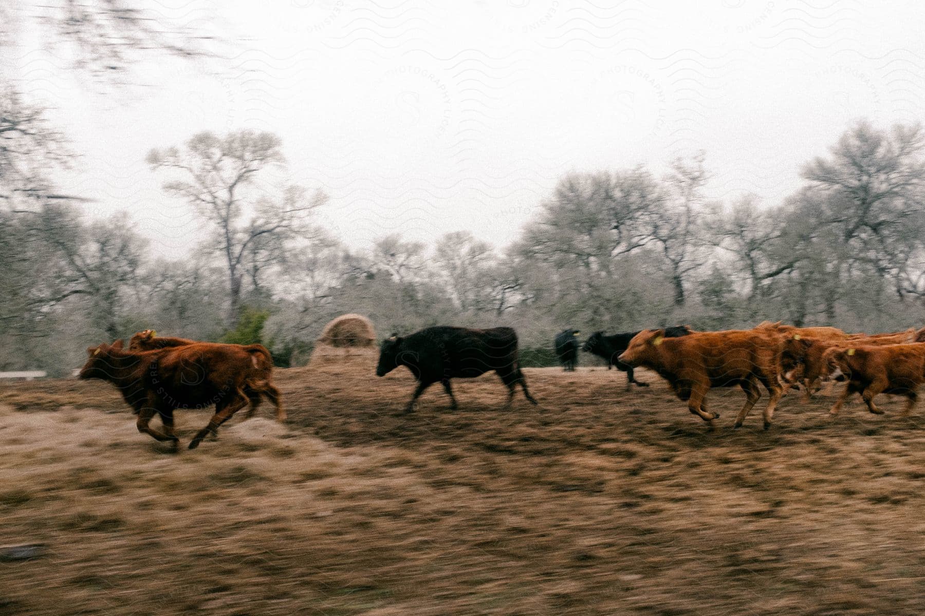 Cows running in an autumn field on a farm in austin tx