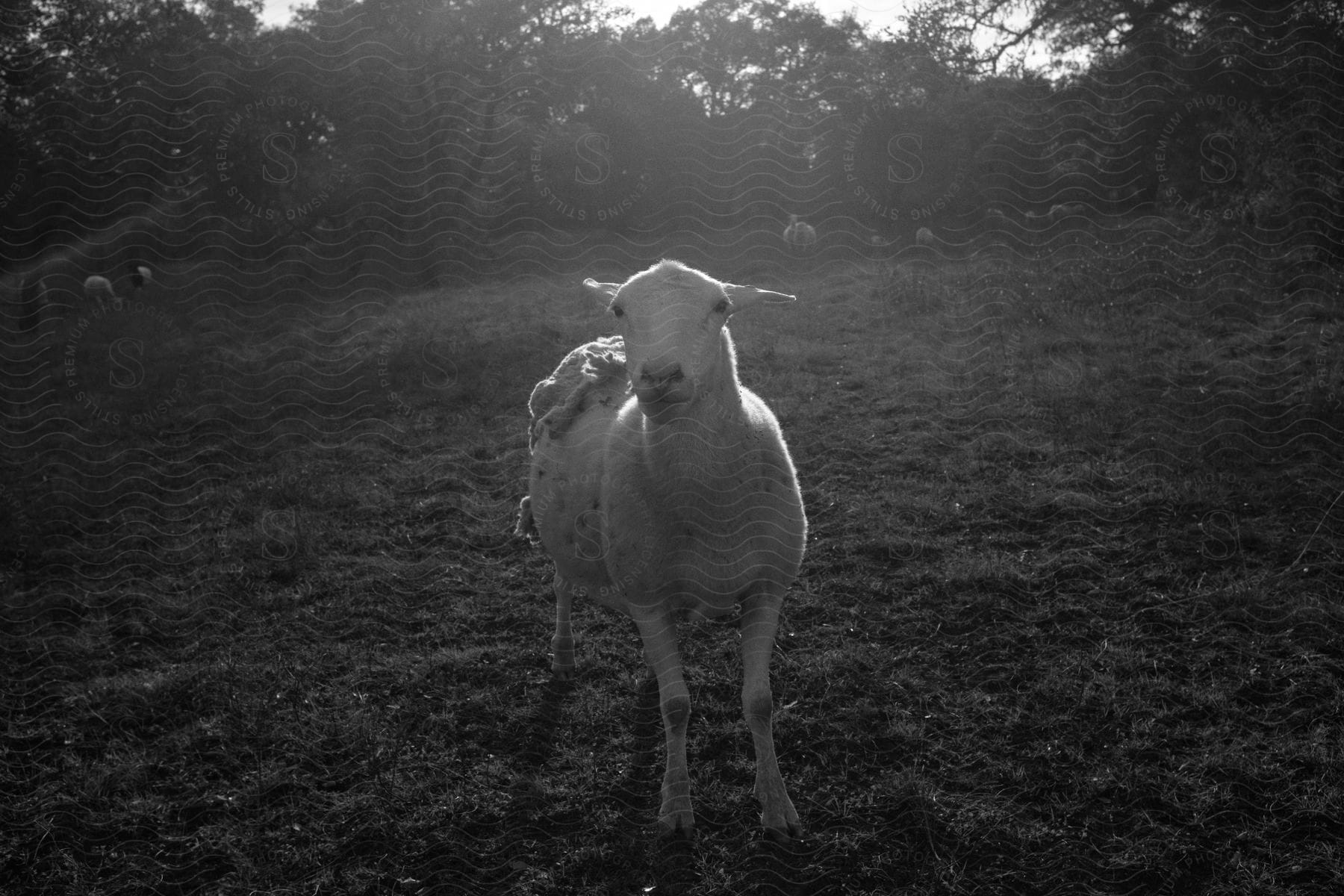 A blackandwhite image of a sheep in a grassy field under the sunlight