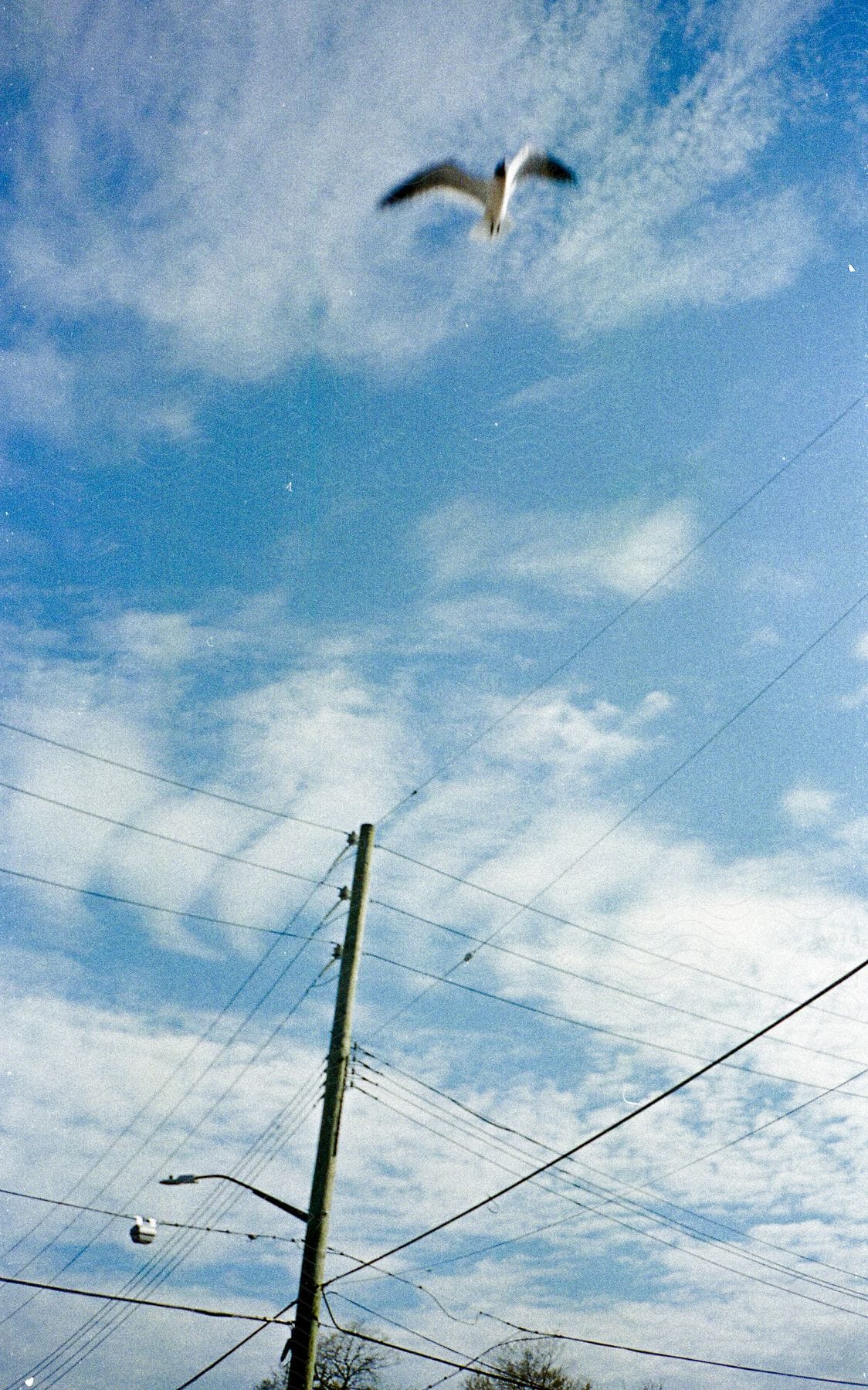 A bird flies in the blue sky above power lines