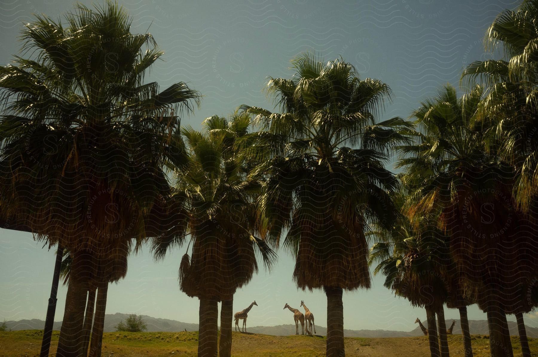 Palm trees stand under the sun with giraffes nearby and mountains in the distance