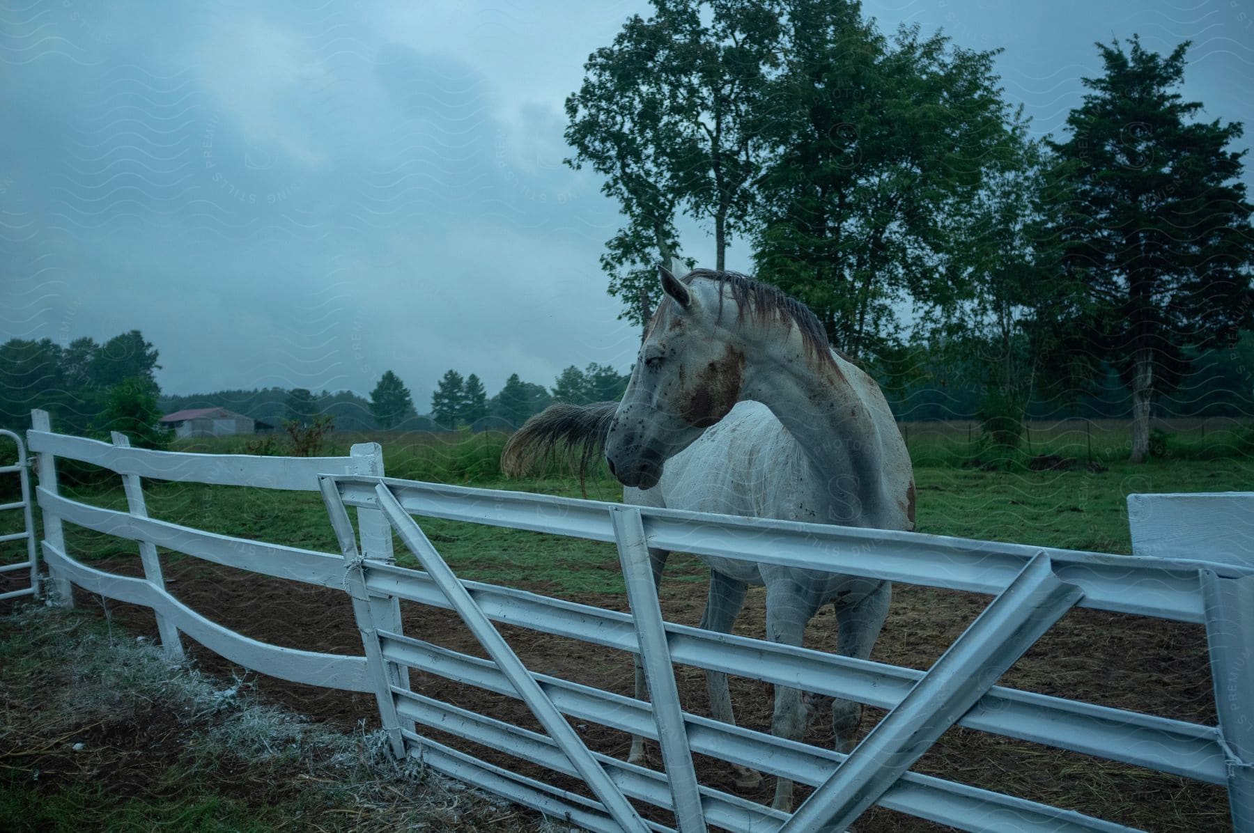 A horse in a rural countryside yard with a splitrail fence