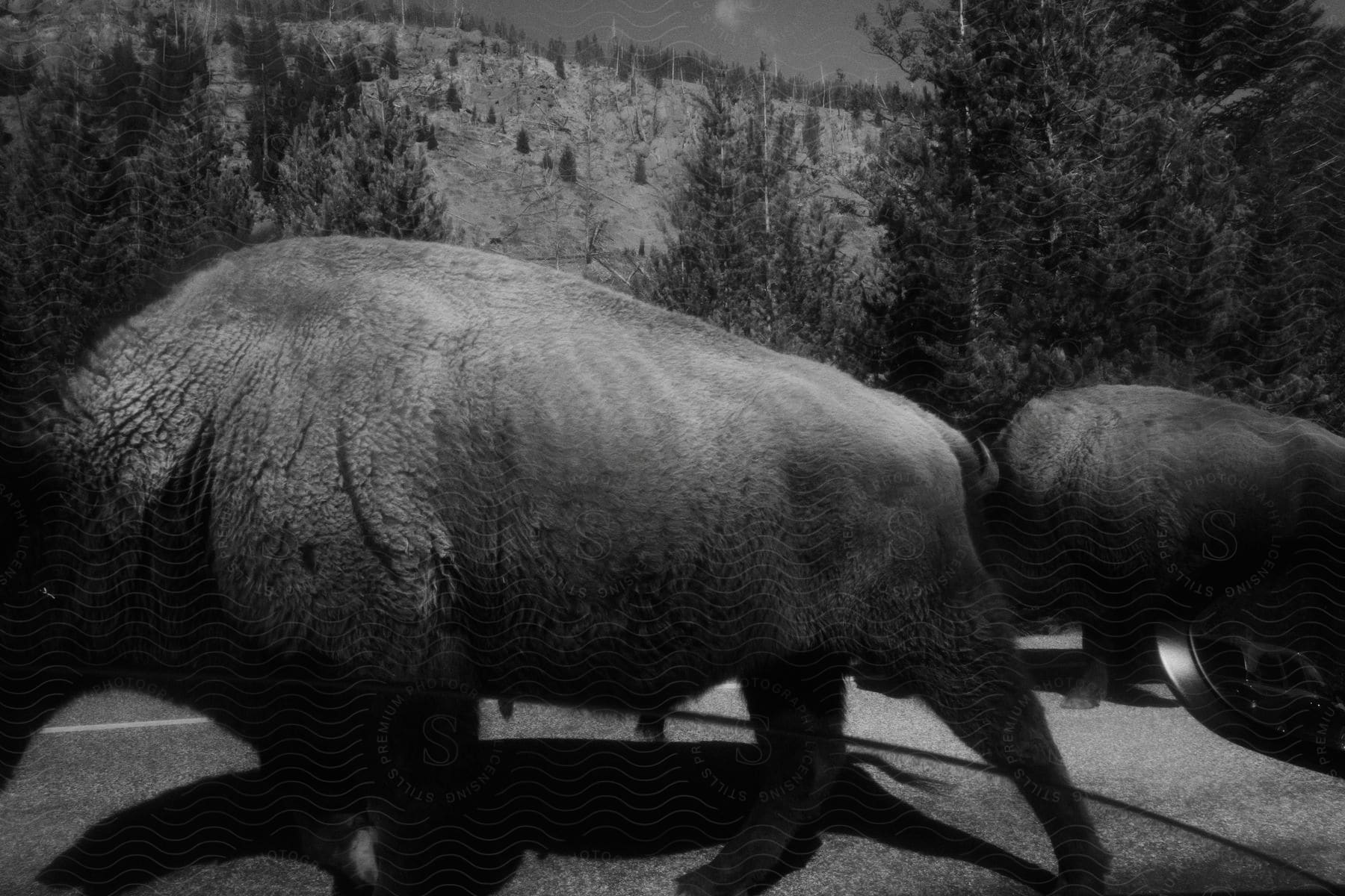 Two buffalo walking on asphalt next to a vehicle with the window rolled down