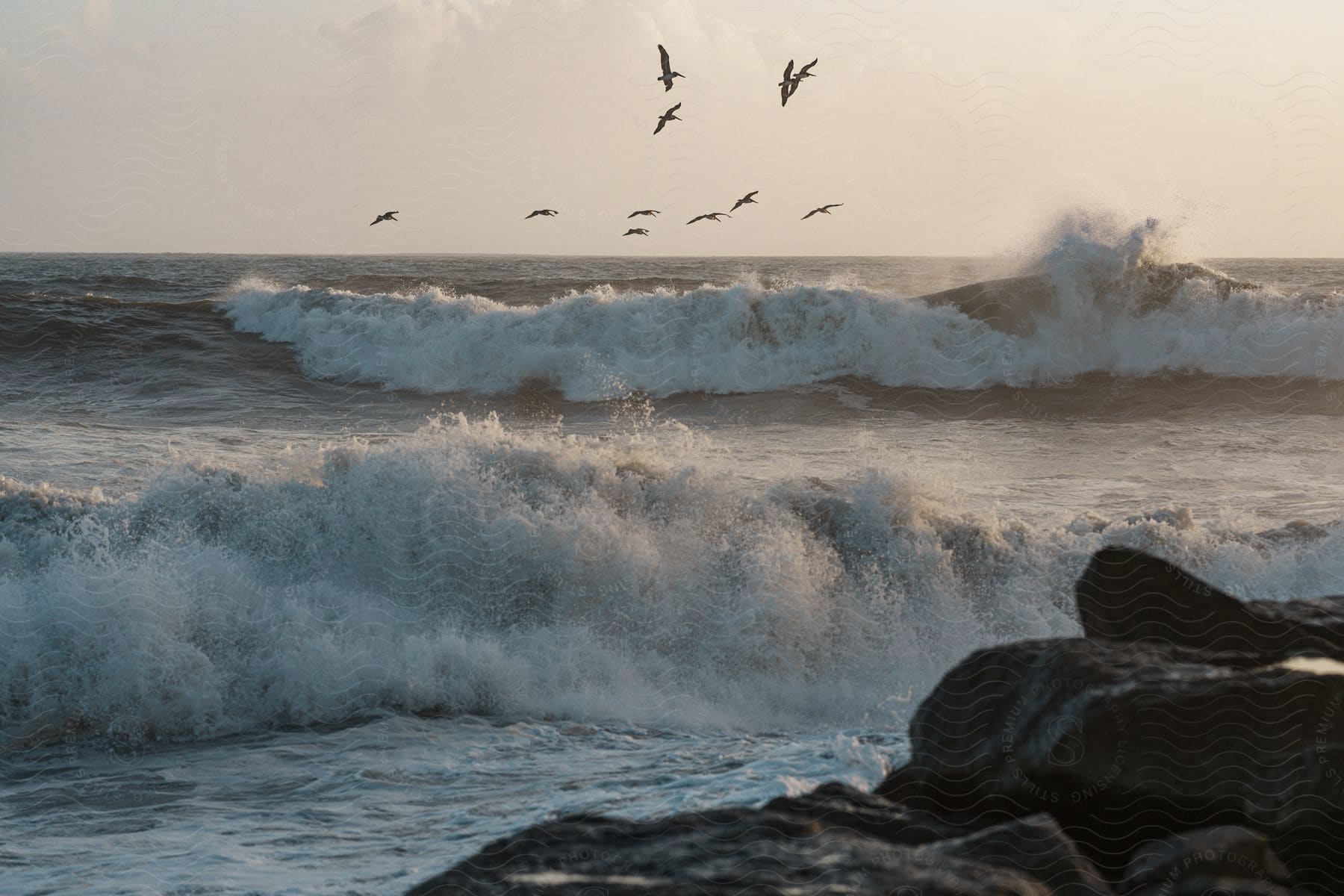 Stock photo of birds swimming above ocean water at dusk