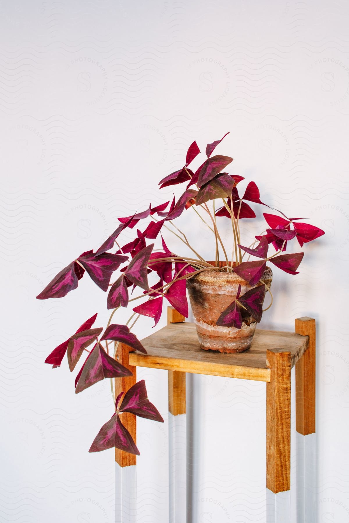 Pink triangular leaf plant draping over a brown pot on a wooden and white table