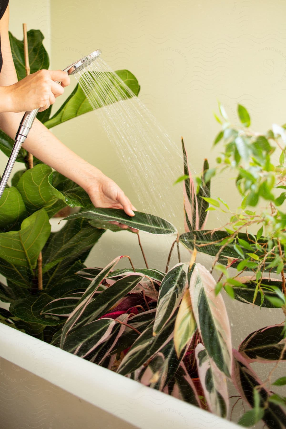 Woman watering and cleaning indoor plants