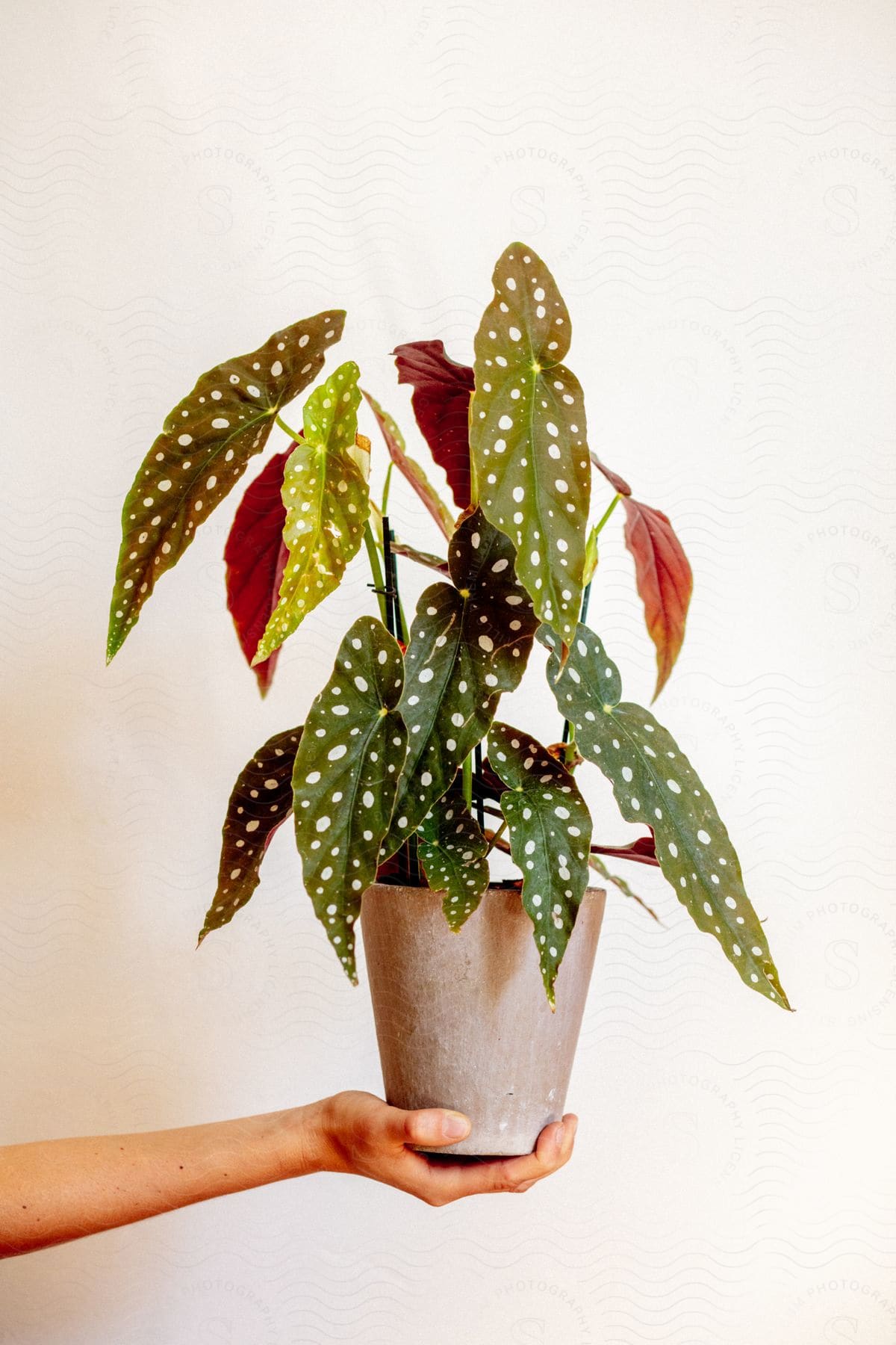 Hand holding potted plant with white wall in background