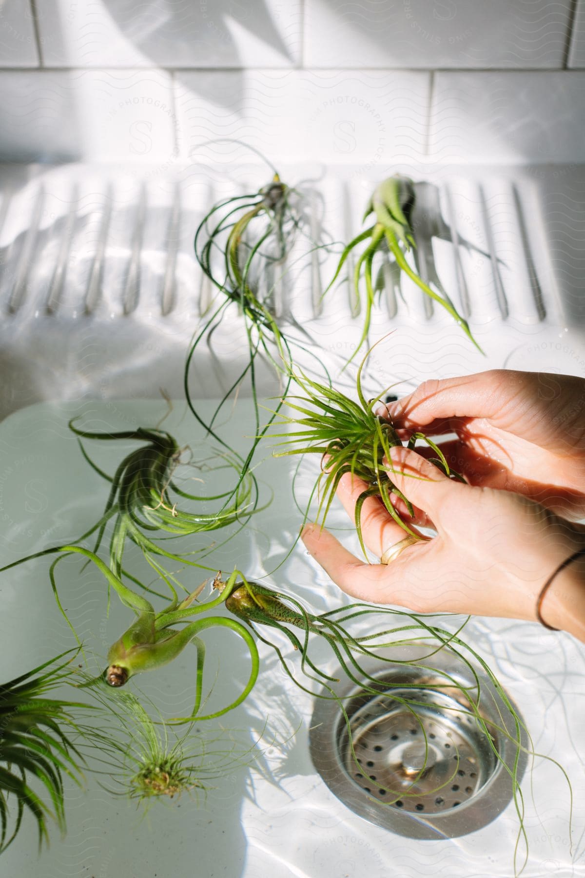 A person with a house plant