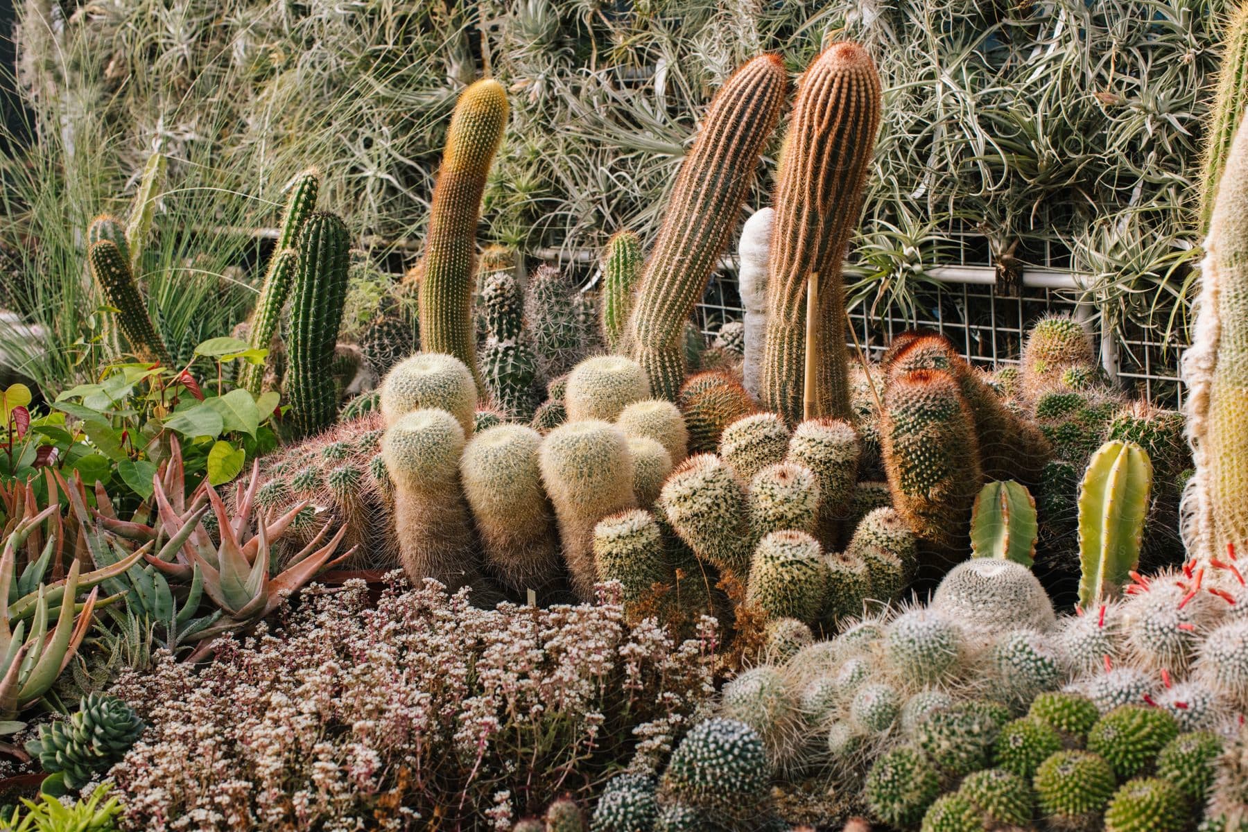 Several different types of cactus