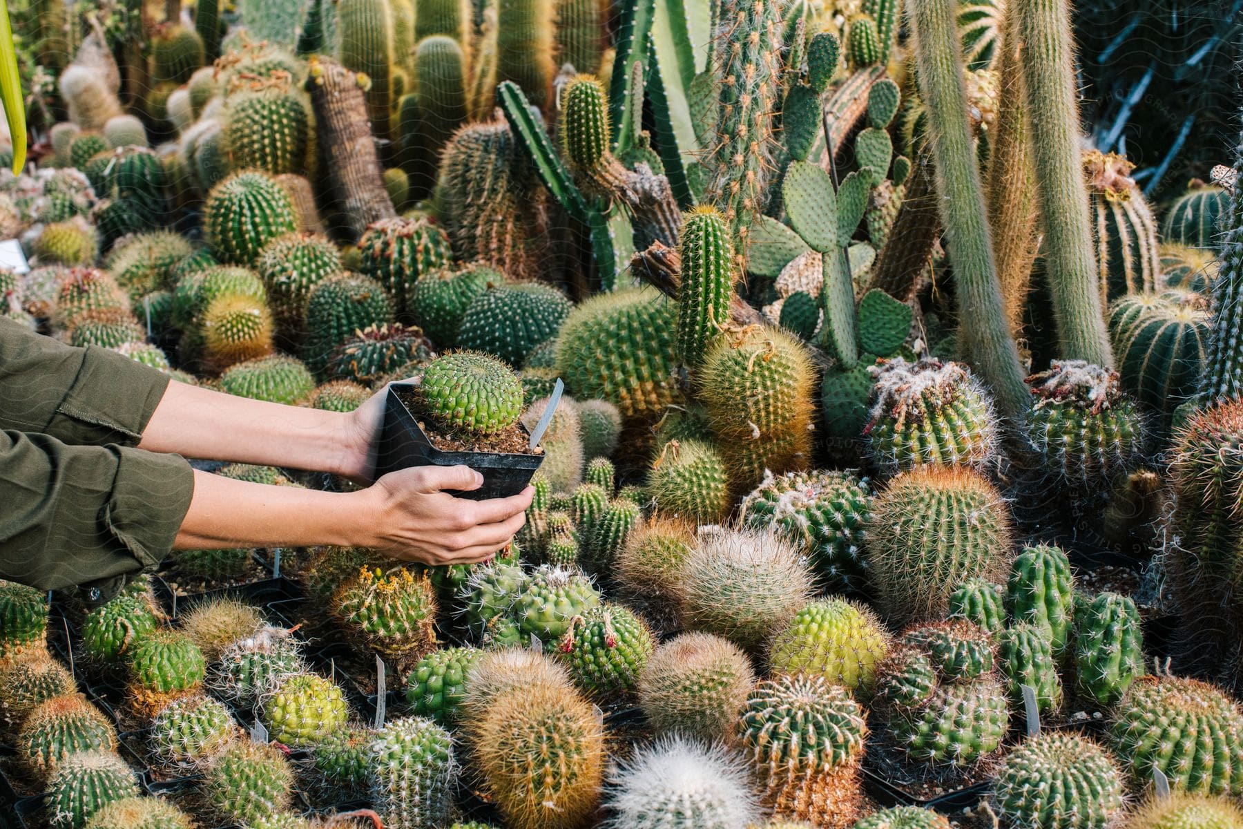 Person places a potted cactus amongst numerous cacti on the ground