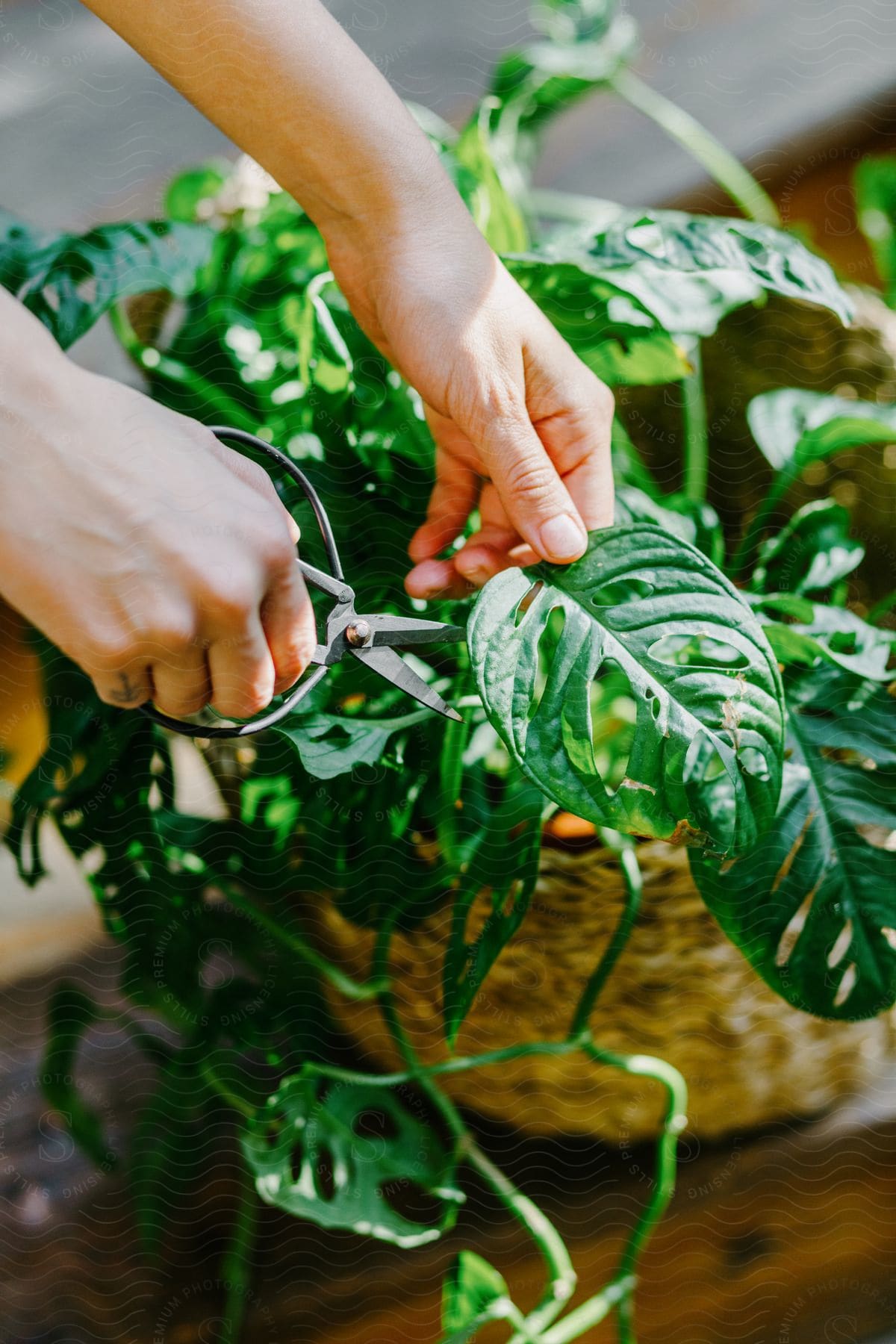 Hands pruning a plant