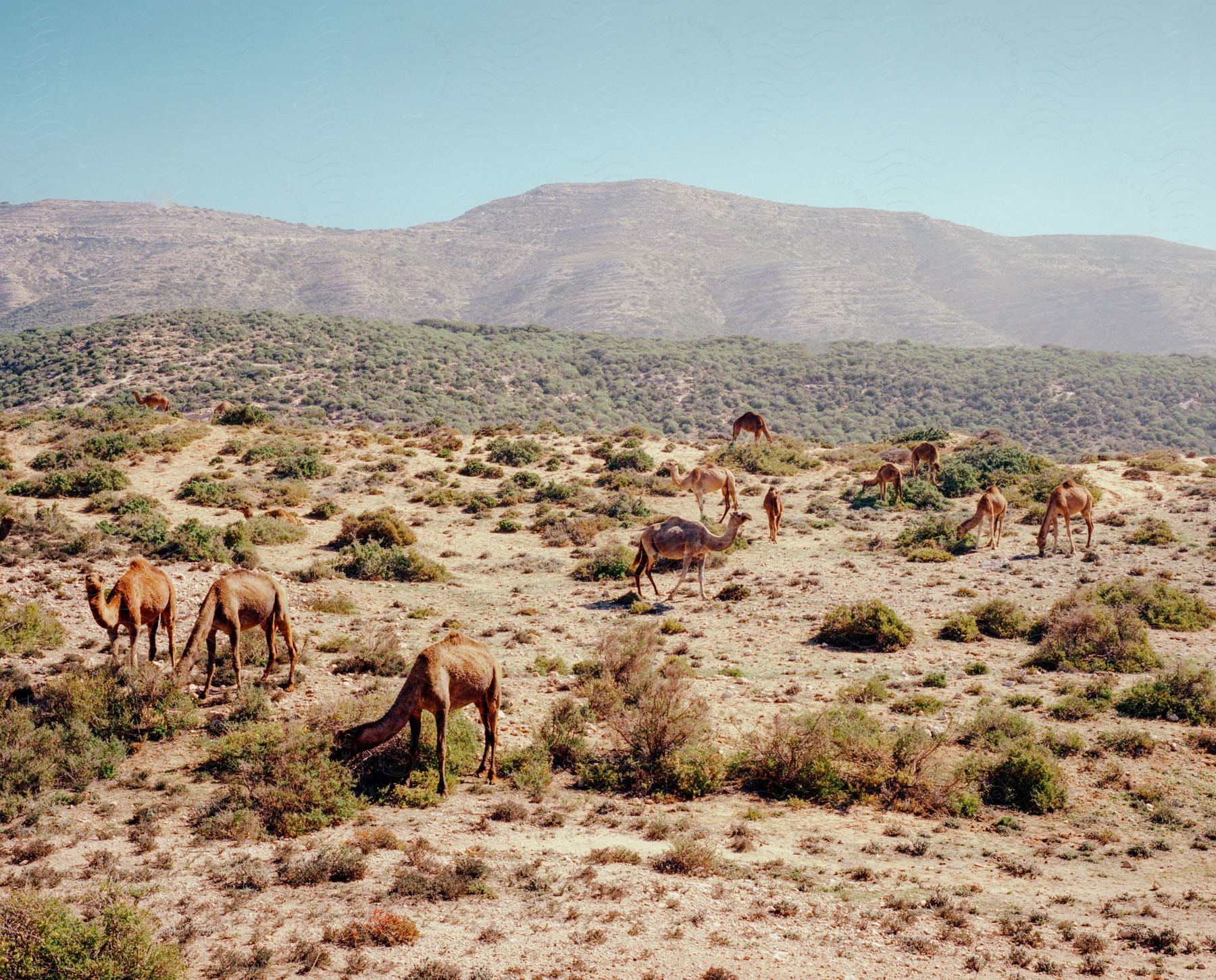 A serene mountain landscape with vegetation and wildlife in morocco