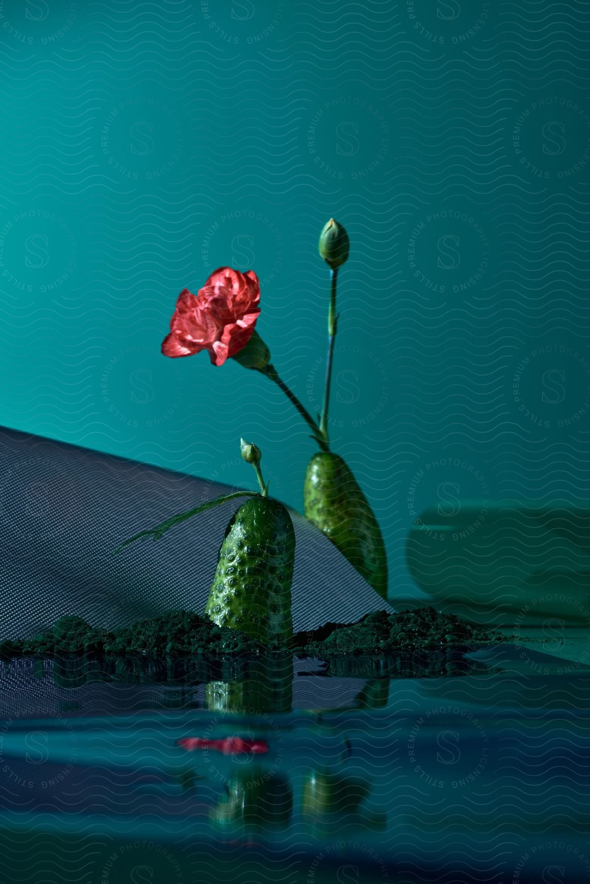 Stock photo of a flower blooming out of a cucumber settled in water in an interior setting with low key lighting