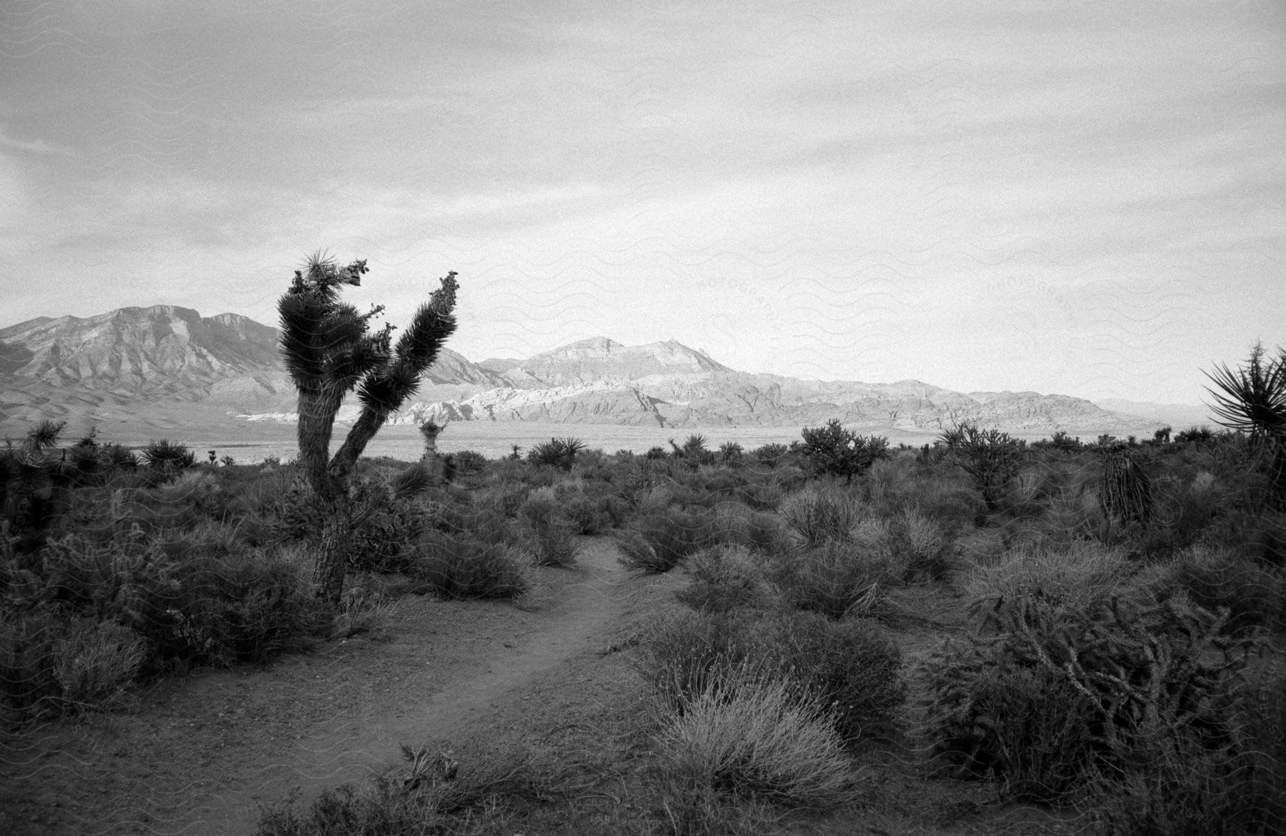 A black and white desert landscape with mountains in the background a cloudy sky tumbleweeds bushes and a dirt path in red rock canyon las vegas nv