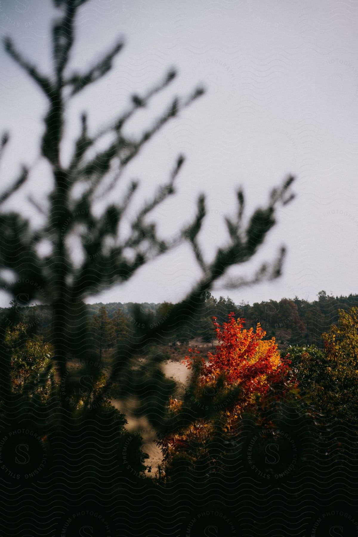 A tree obstructs the sight of a forest filled with coniferous and deciduous trees