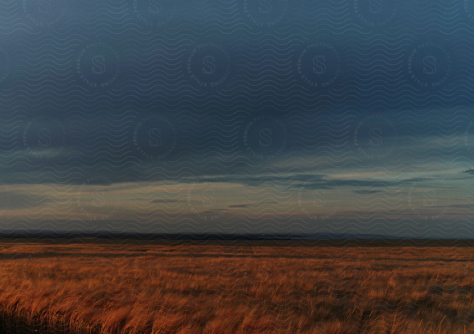 A grassland at dusk with a blue and gray sky