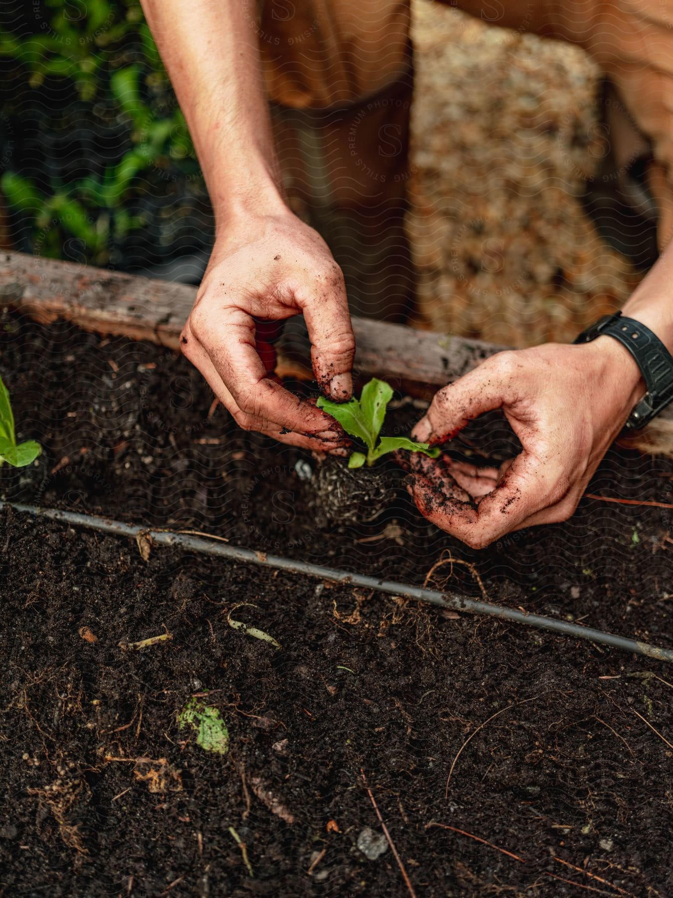 Gardener delicately touches a sprouting plant growing on fresh dark soil in an elevated backyard gardening setup