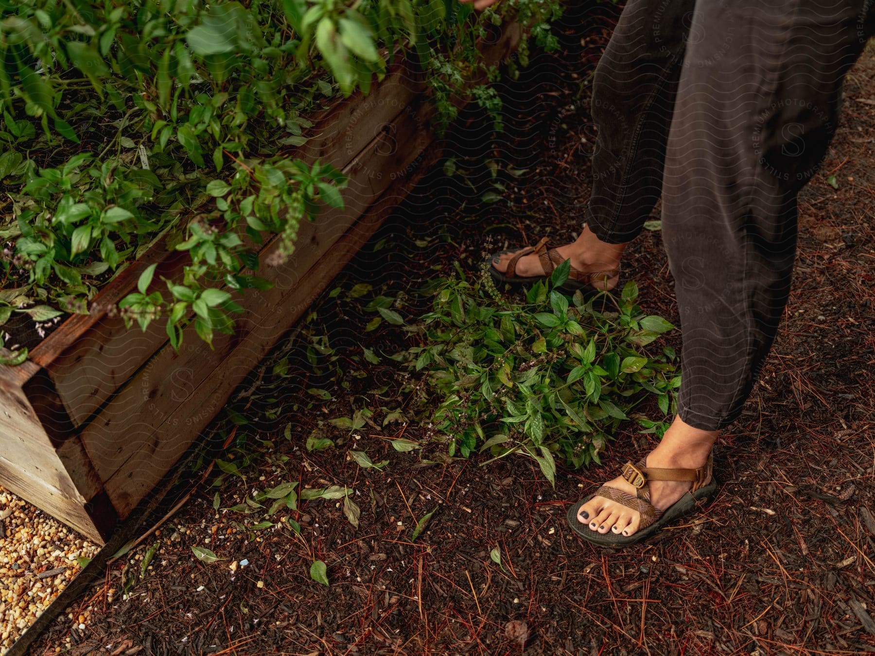 A woman tends to her raised garden in the outdoors