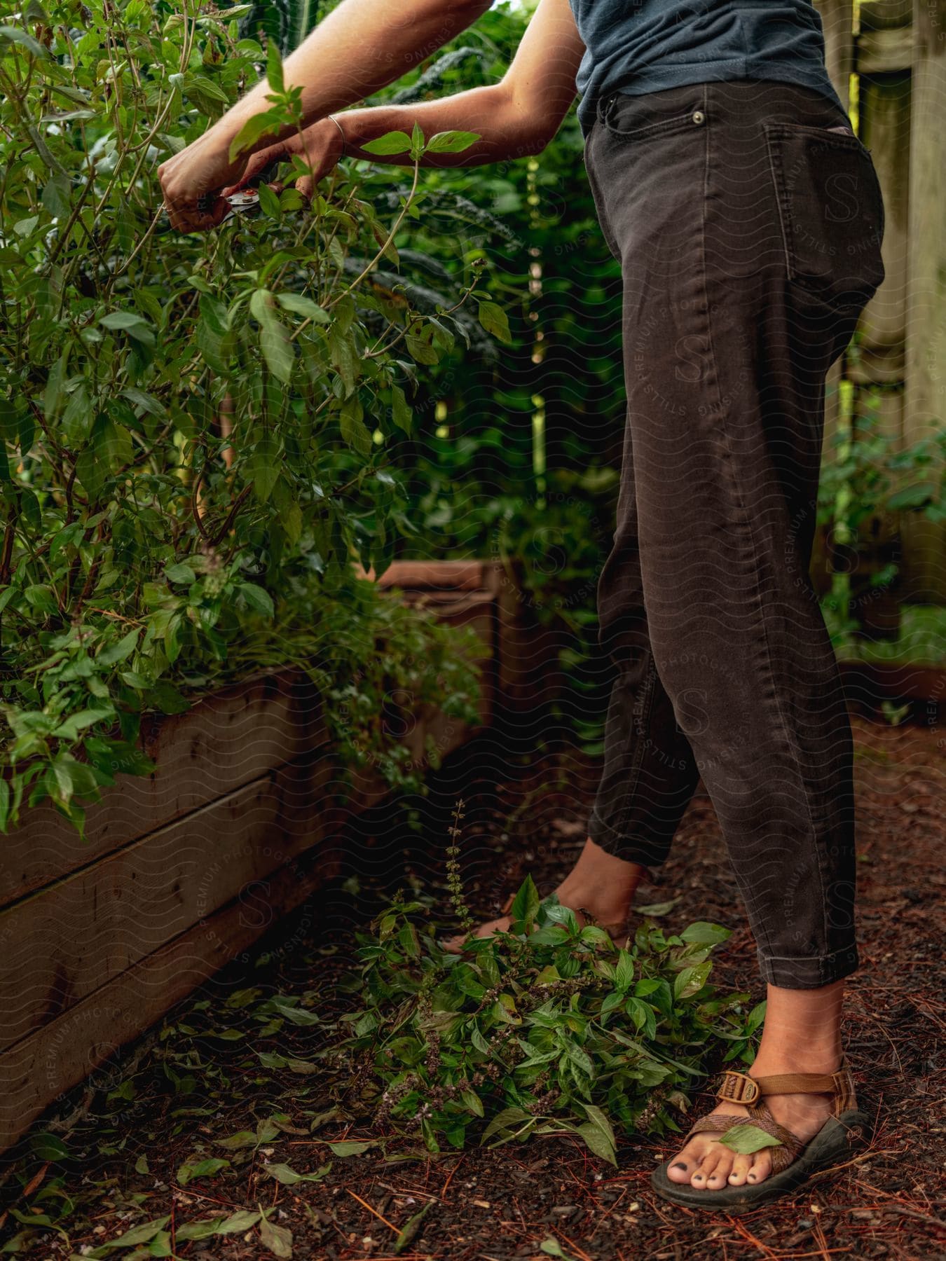 Woman wearing sandals tending her garden prunes bushes