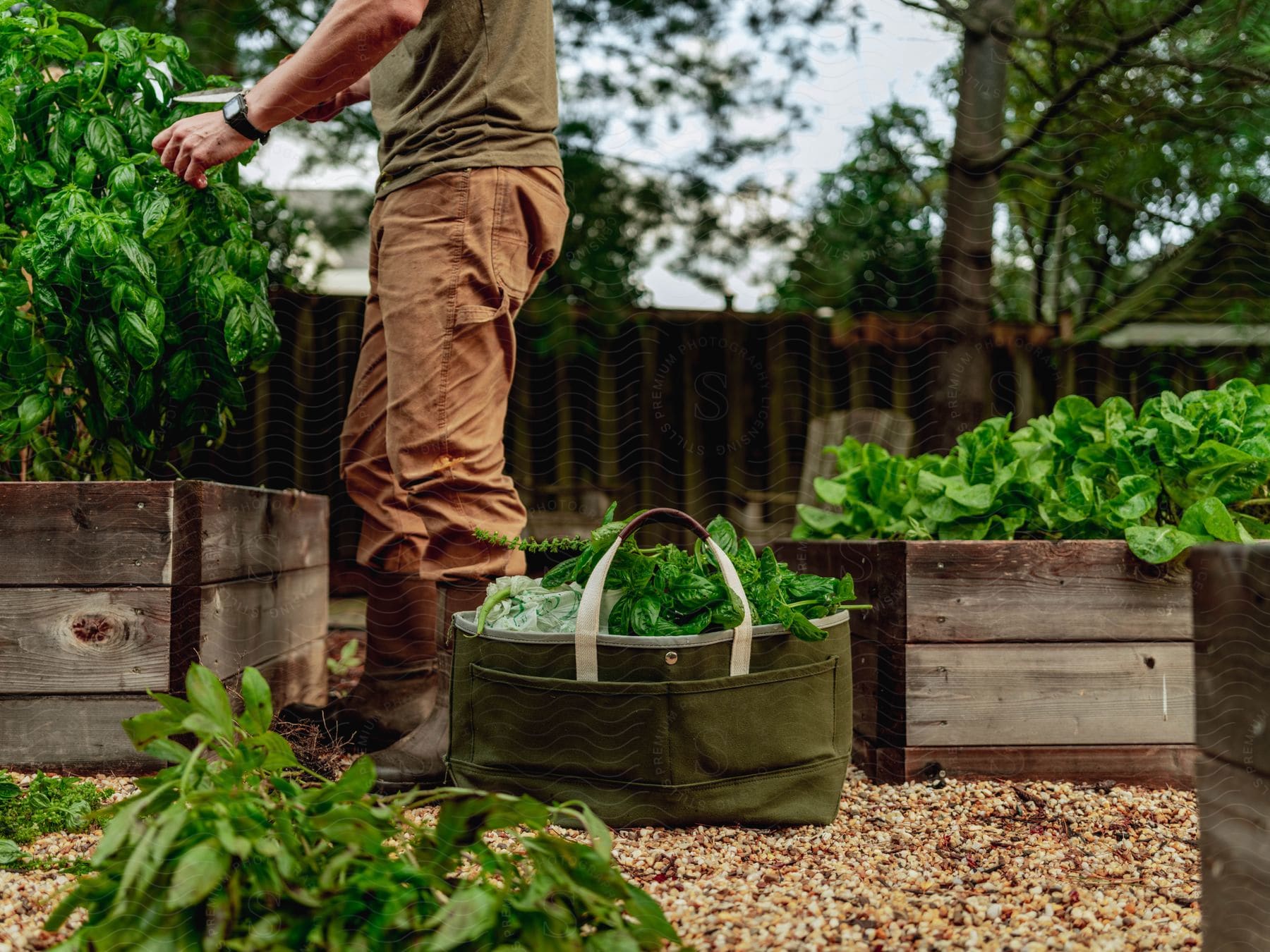 A man in a backyard garden holding a bag of harvested leafy green vegetables