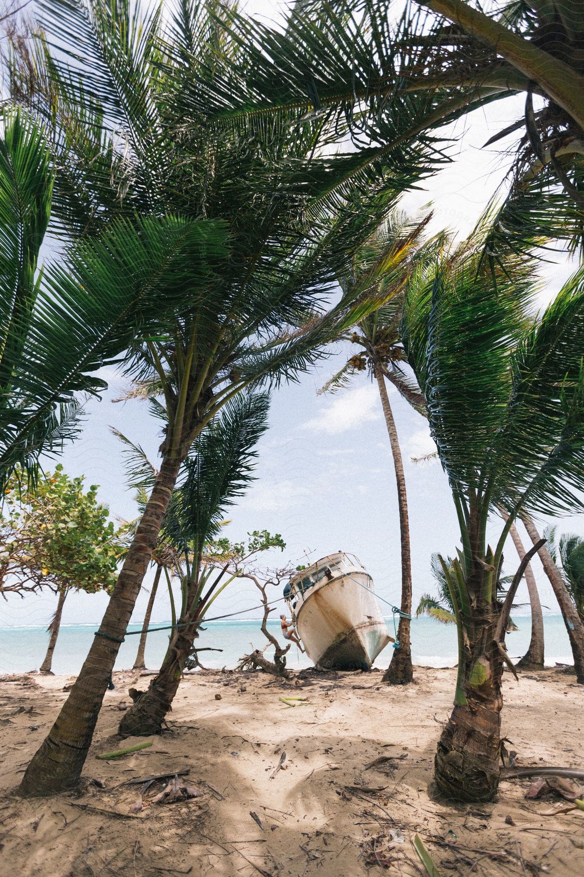 A serene beach with palm trees and clear blue water