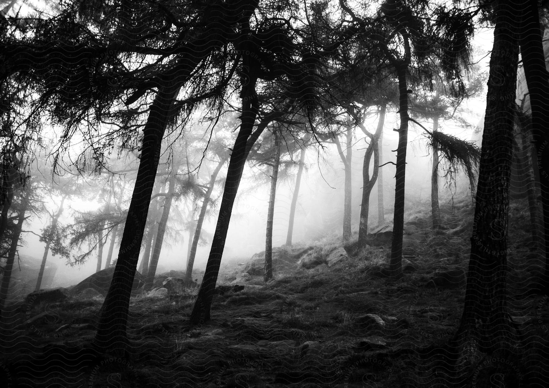 A foggy forest with rocks surrounded by trees
