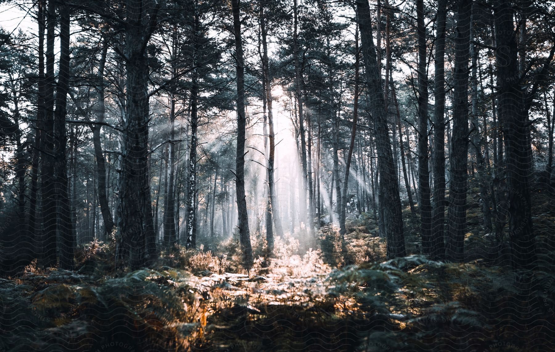 A tranquil woodland scene with trees and sunlight filtering through