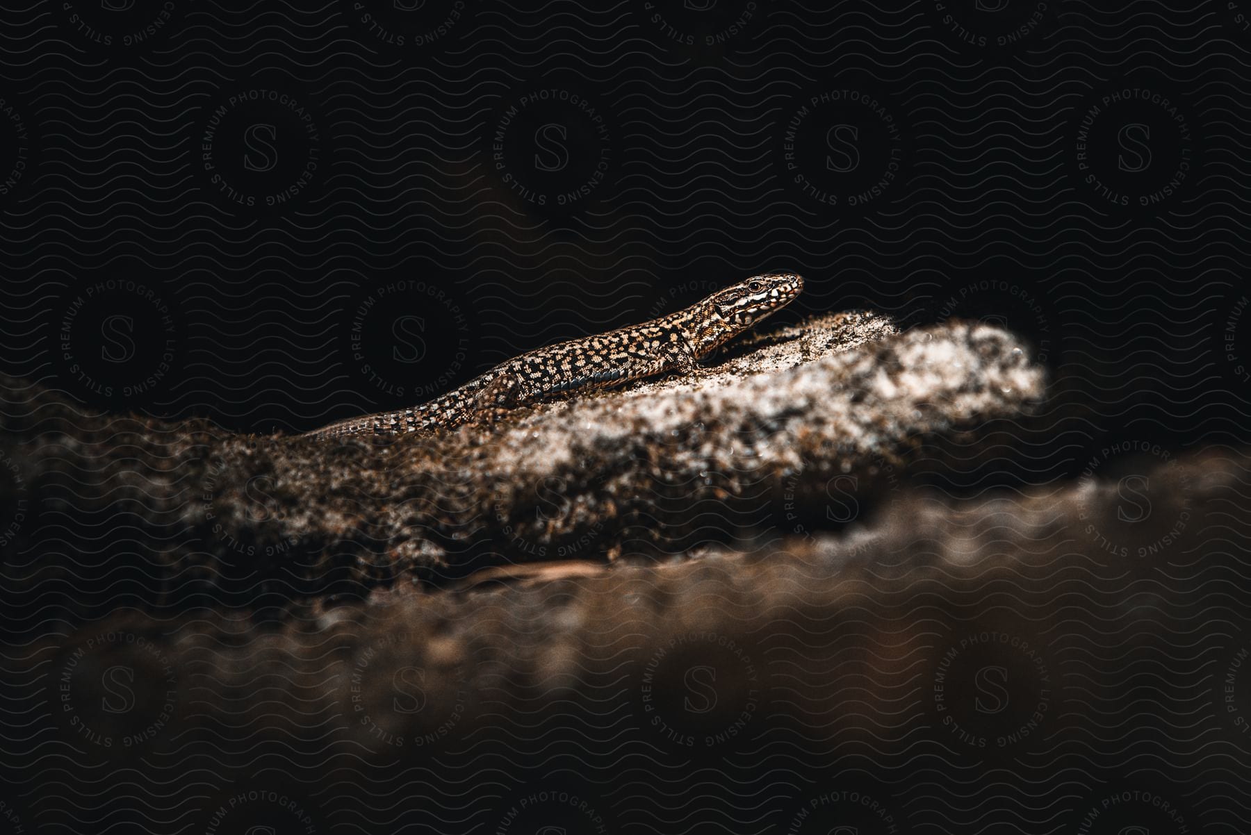 A lizard perched on a rock in a forest at night