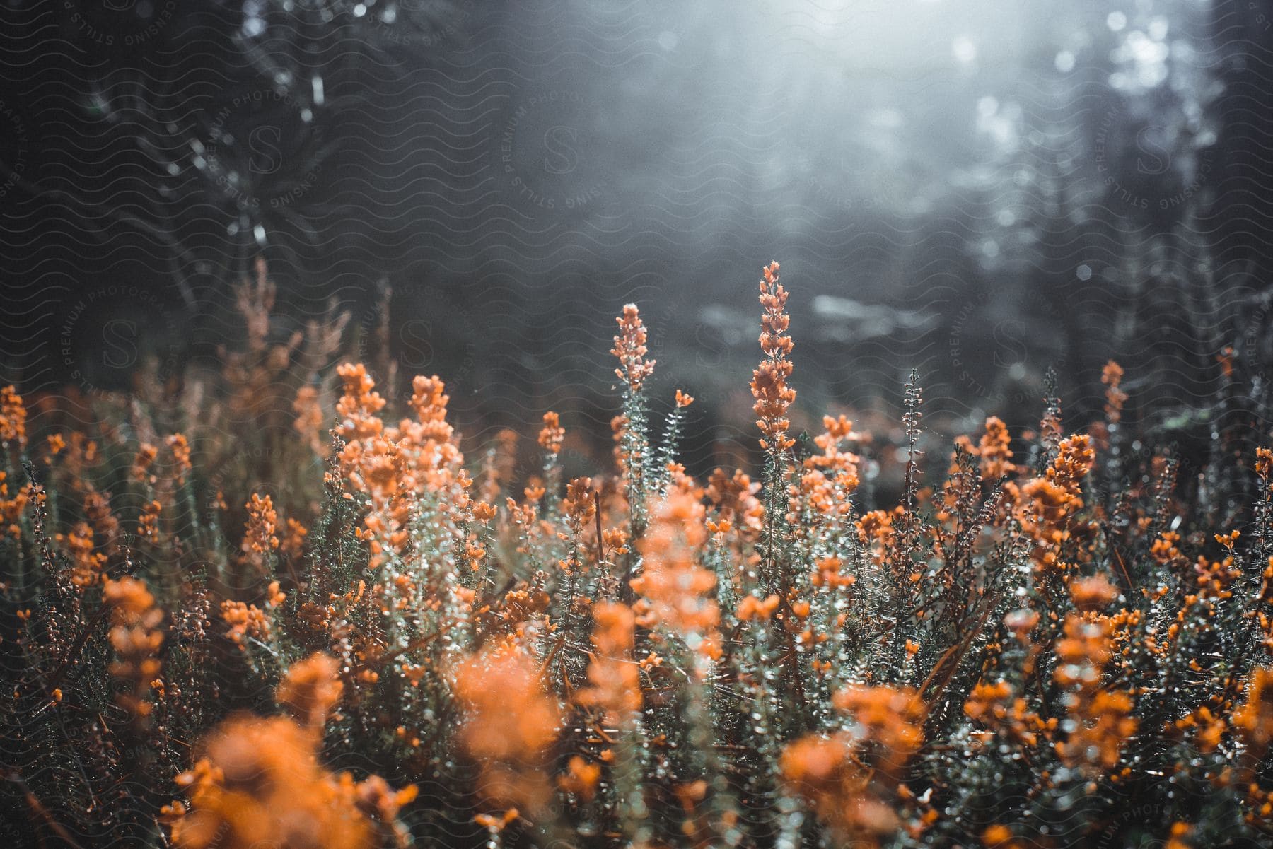 A scenic nature landscape with an orange flower and a twig against the sky