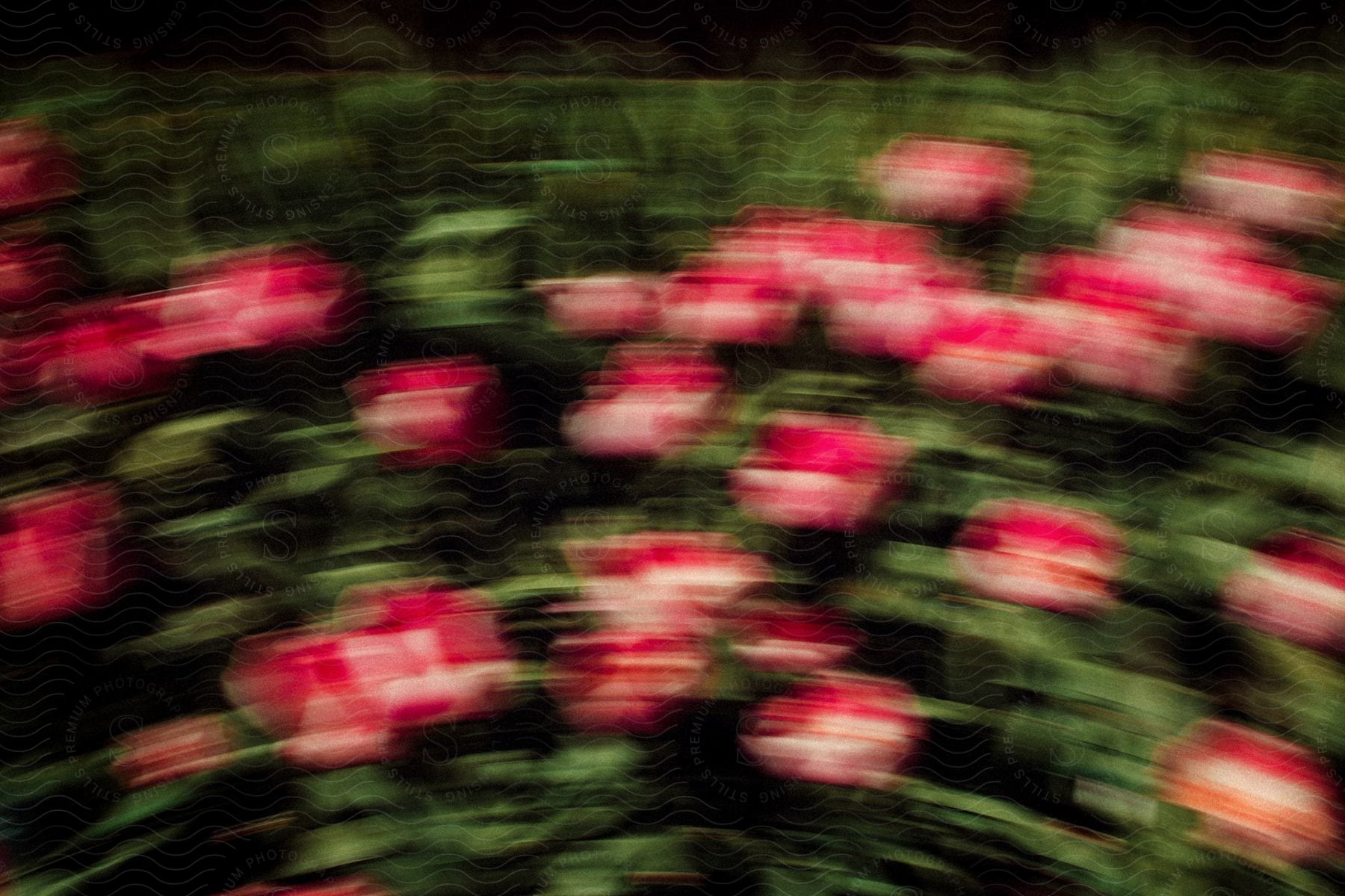 A pink flower with petals in a grassy area