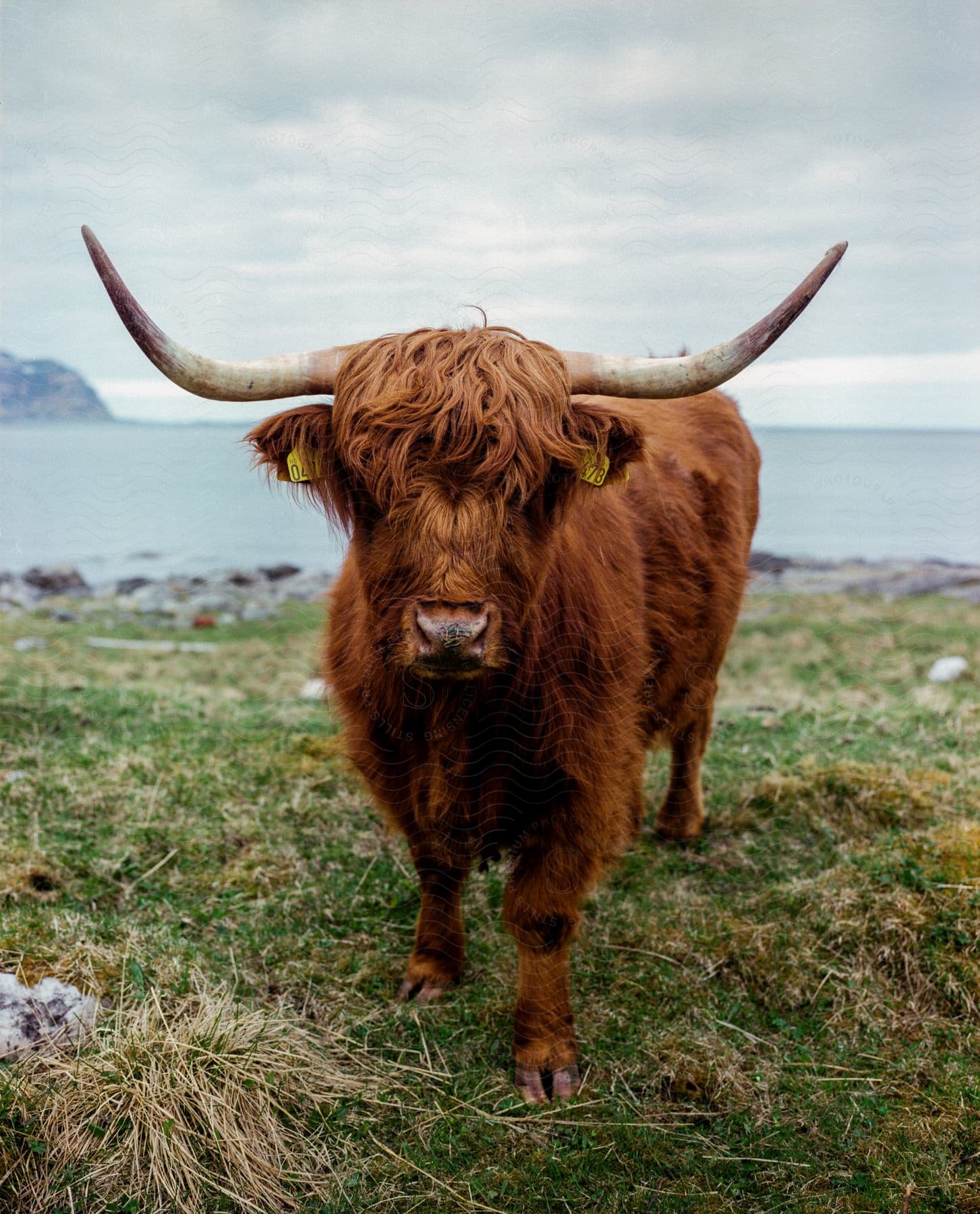 A bison stands in a grassy field near the ocean