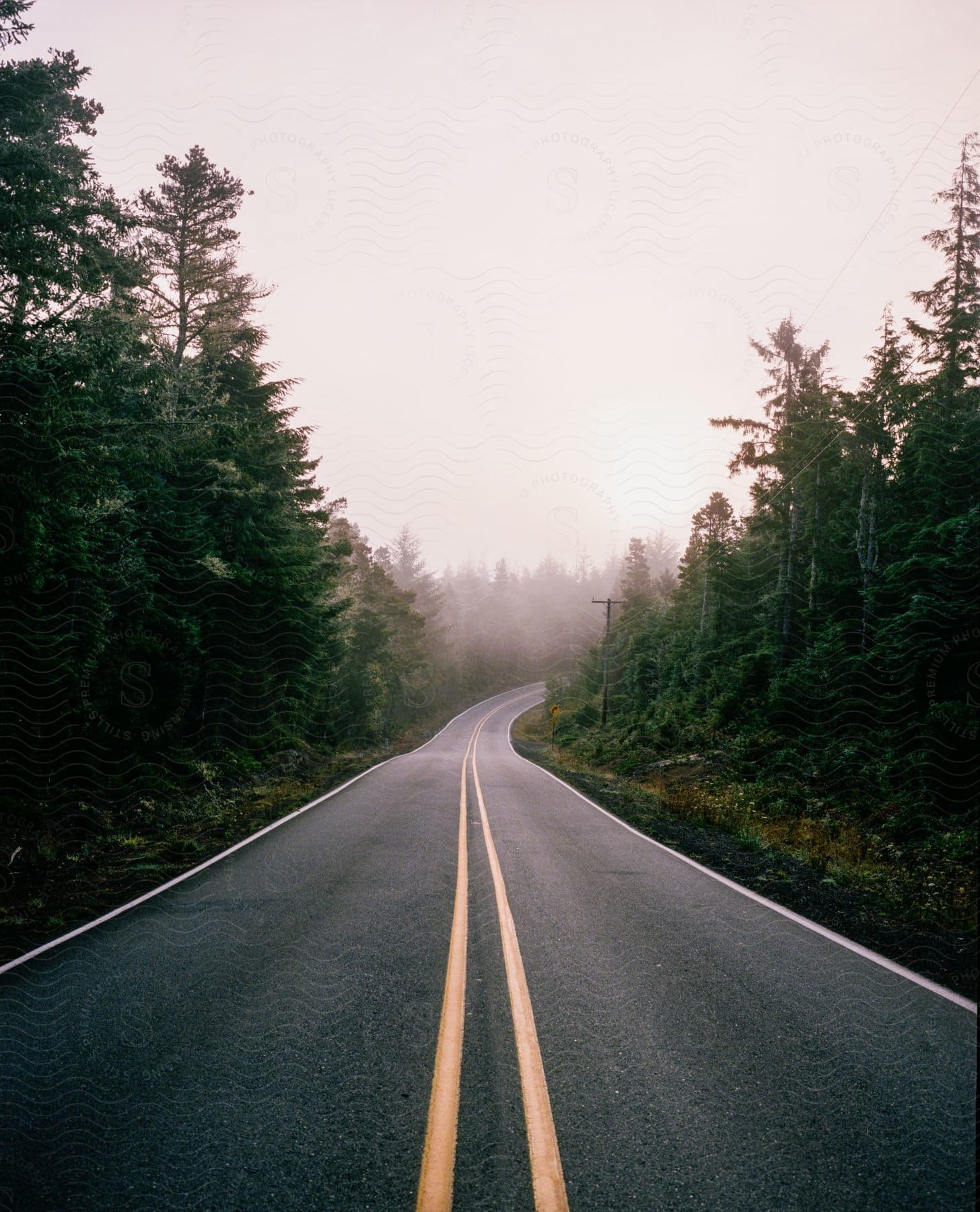 A plain tarred road surrounded by a wooded forest on both sides