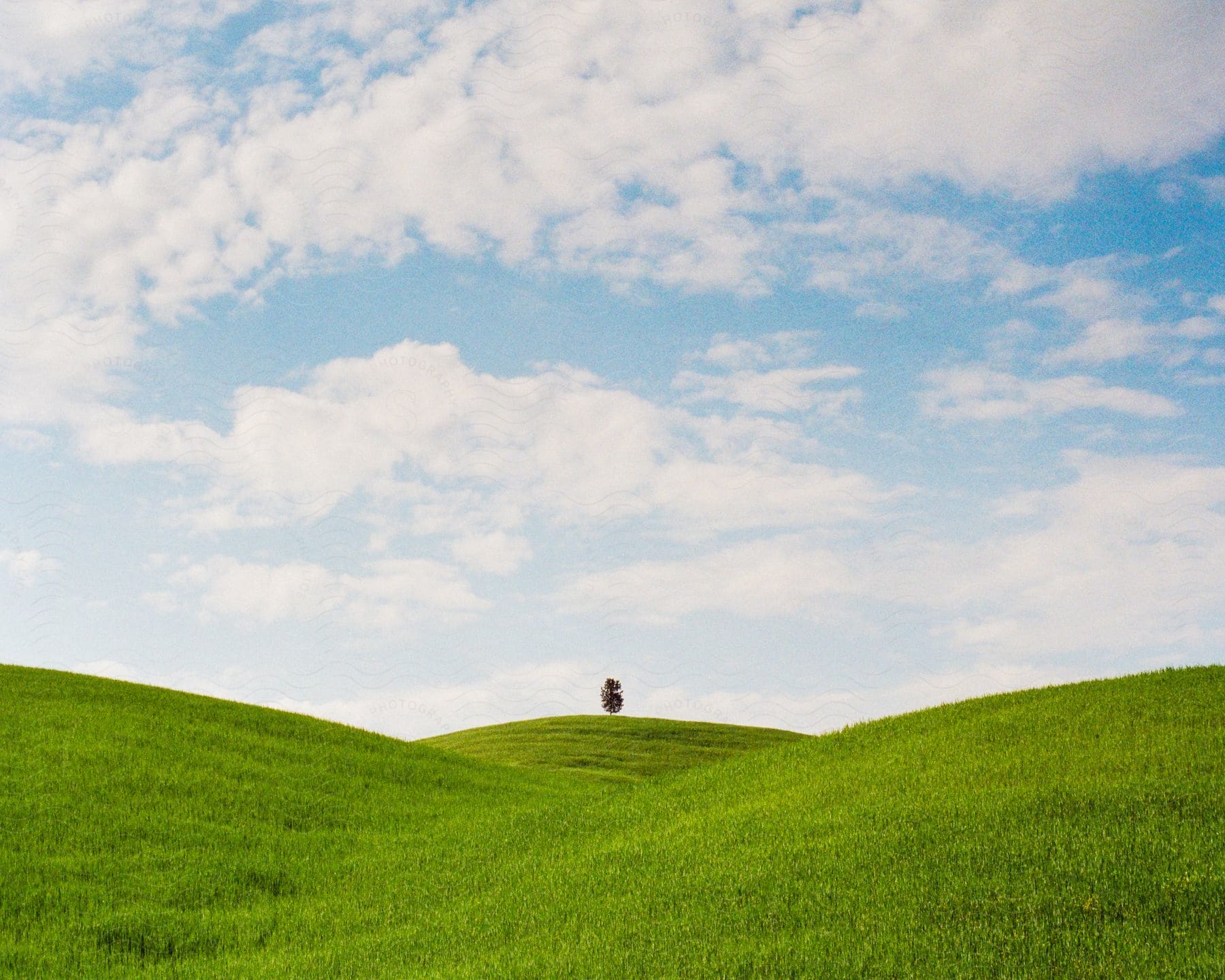 Landscape featuring a distant tree on top of a grassy hill