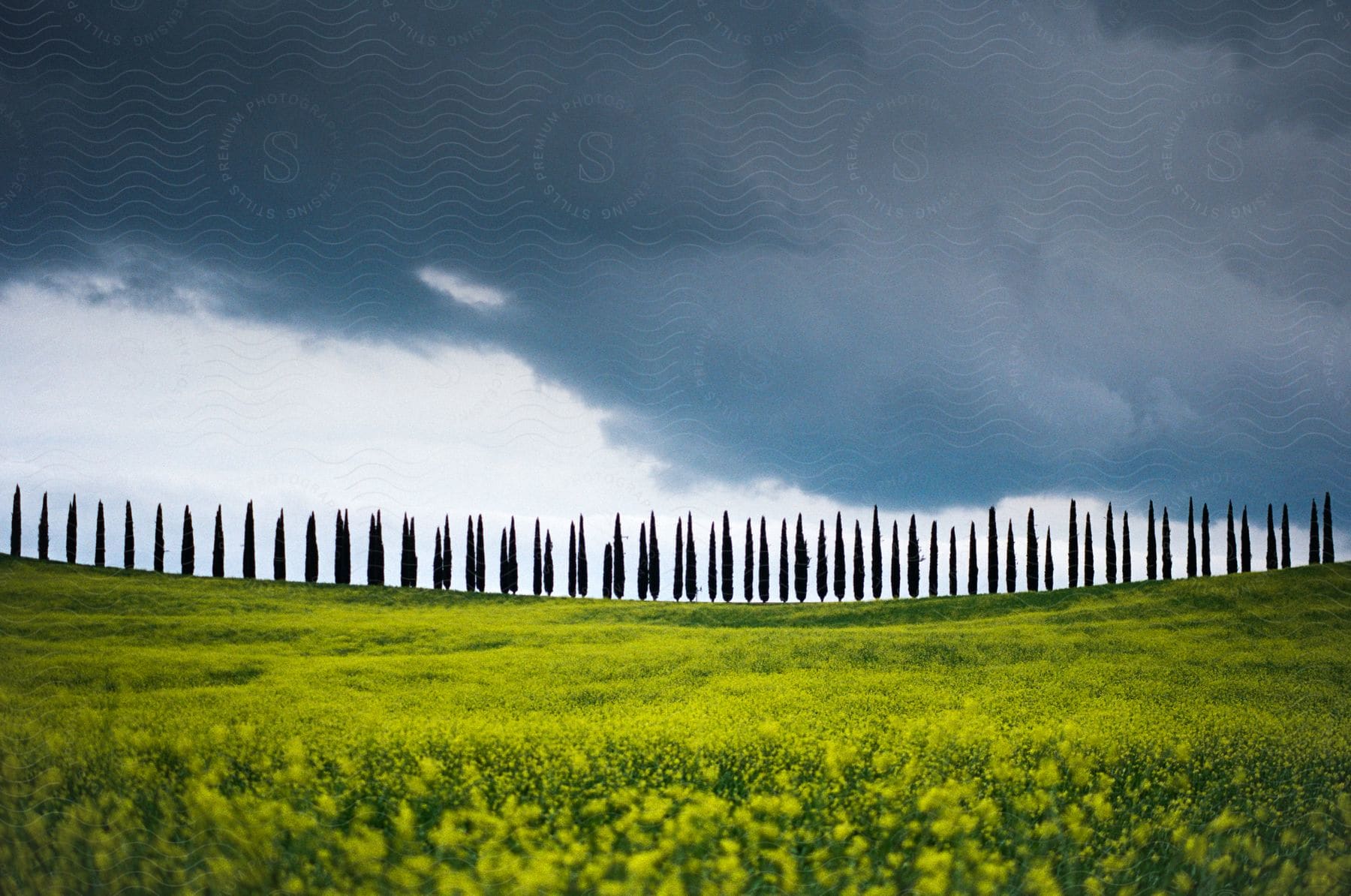 Blooming flowers with dark clouds in the background and a row of coniferous trees along the road