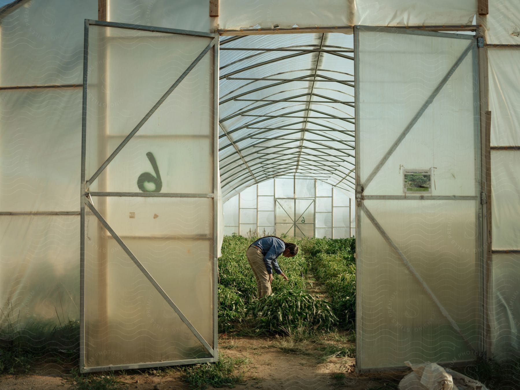 A gardener tending to plants in a greenhouse
