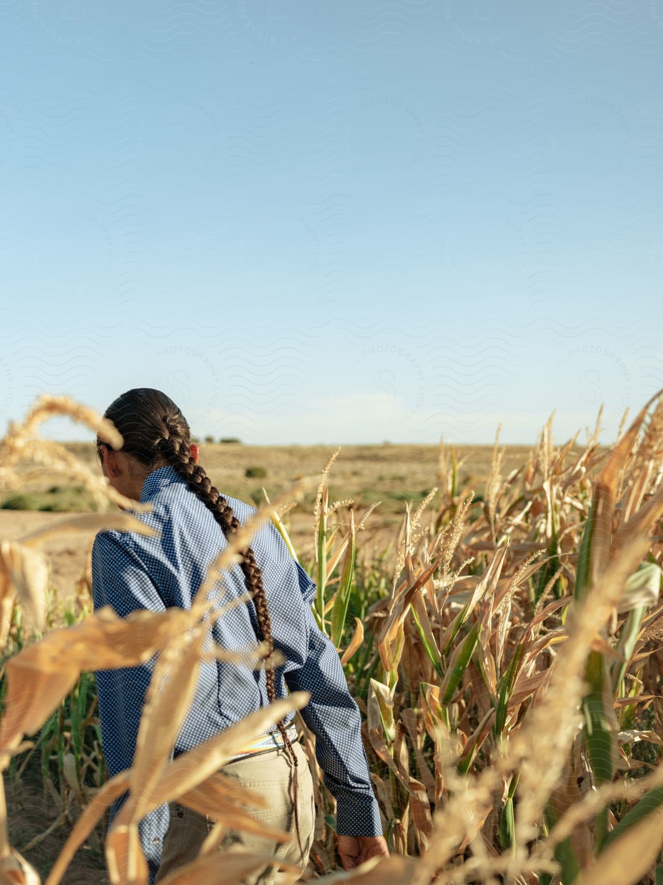 Stock photo of a woman walking in a wheat field