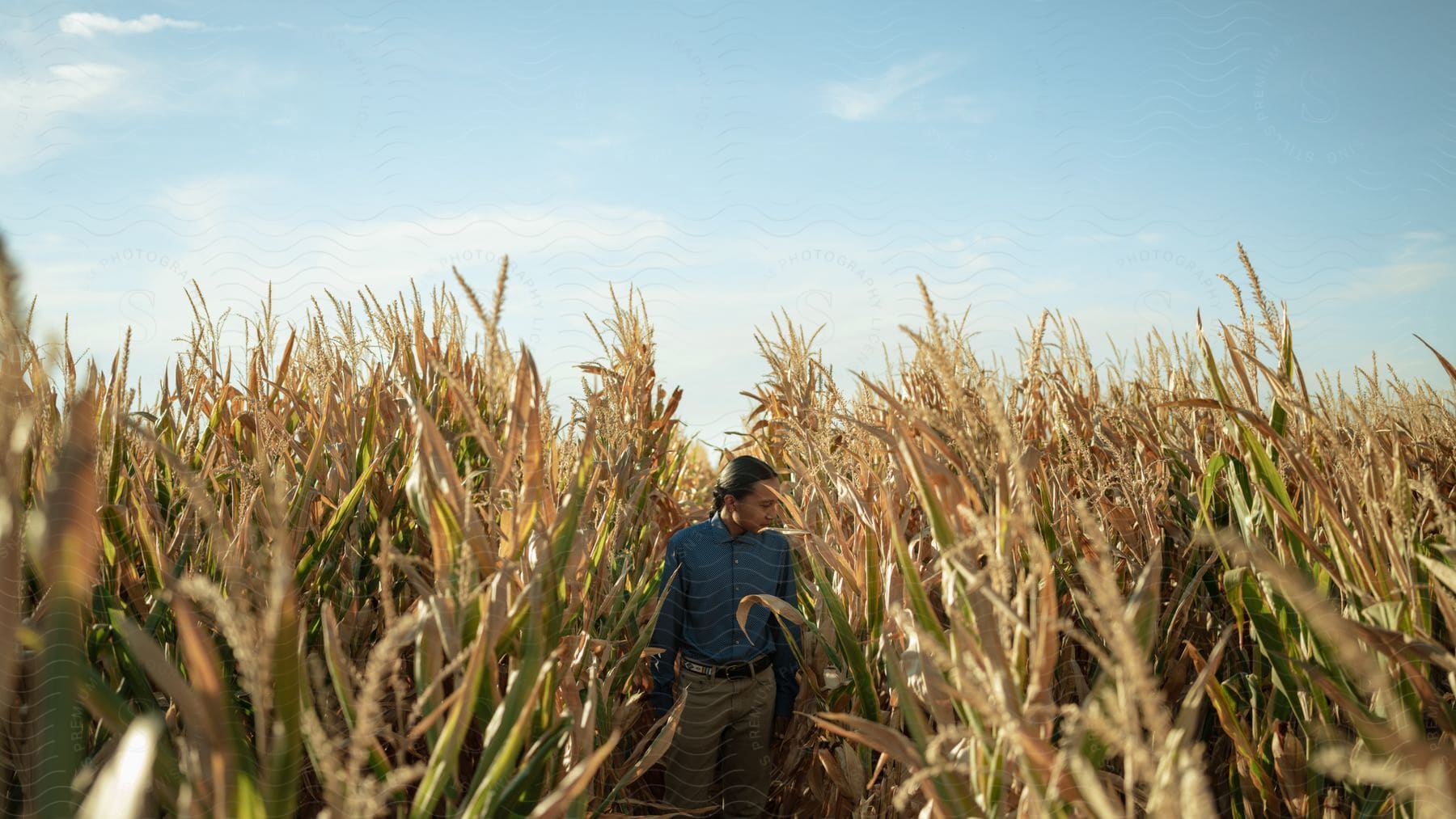 A man walks through a tasseled corn field
